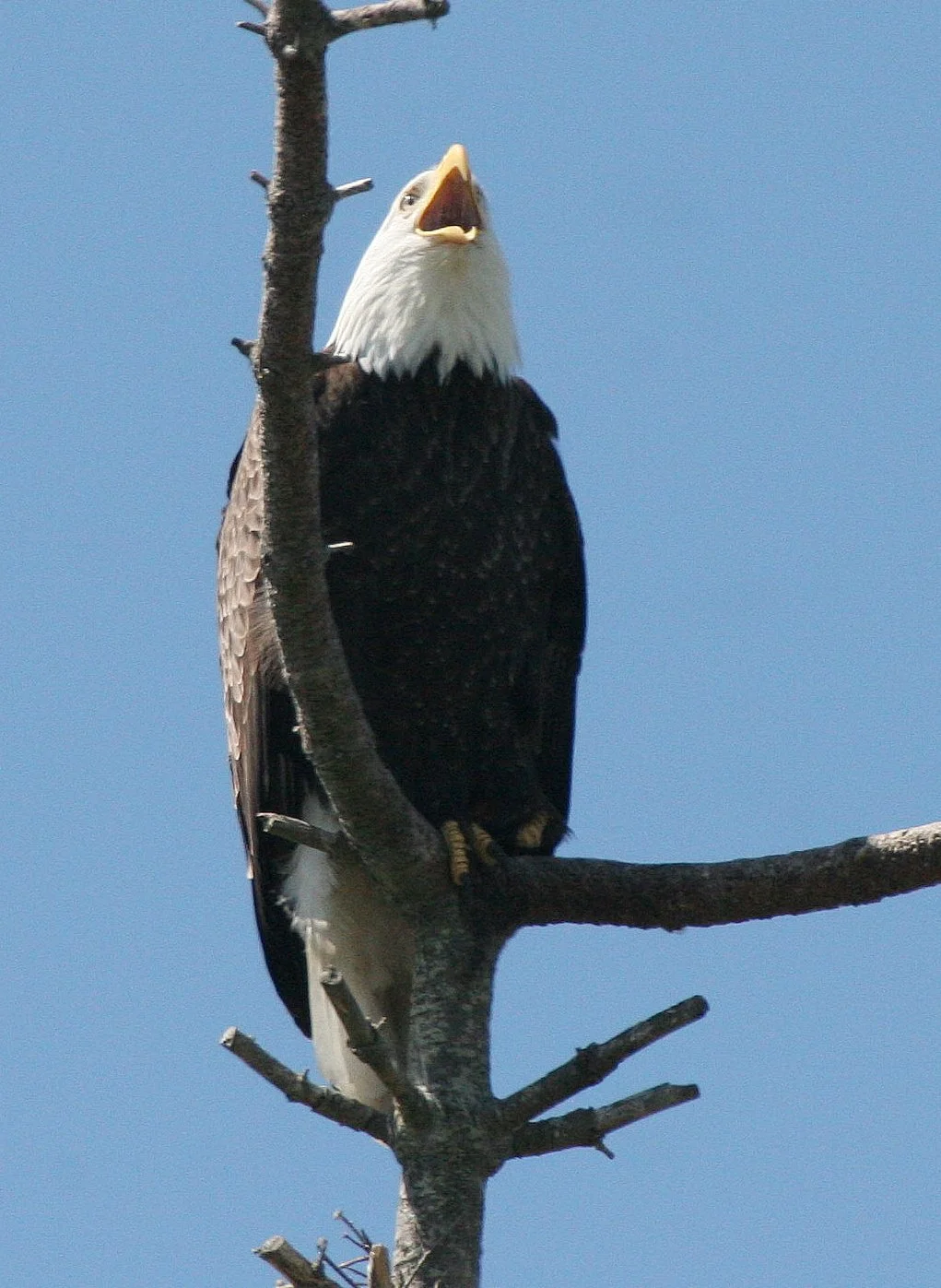BIRD - EAGLE - BALD EAGLE - CLINE SPIT OVERLOOK SEQUIM WA (15).JPG