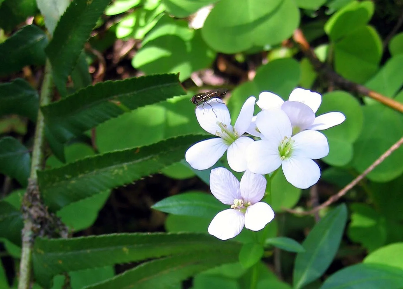 OREGON - SILVER FALLS STATE PARK - PLANT SPECIES A.jpg