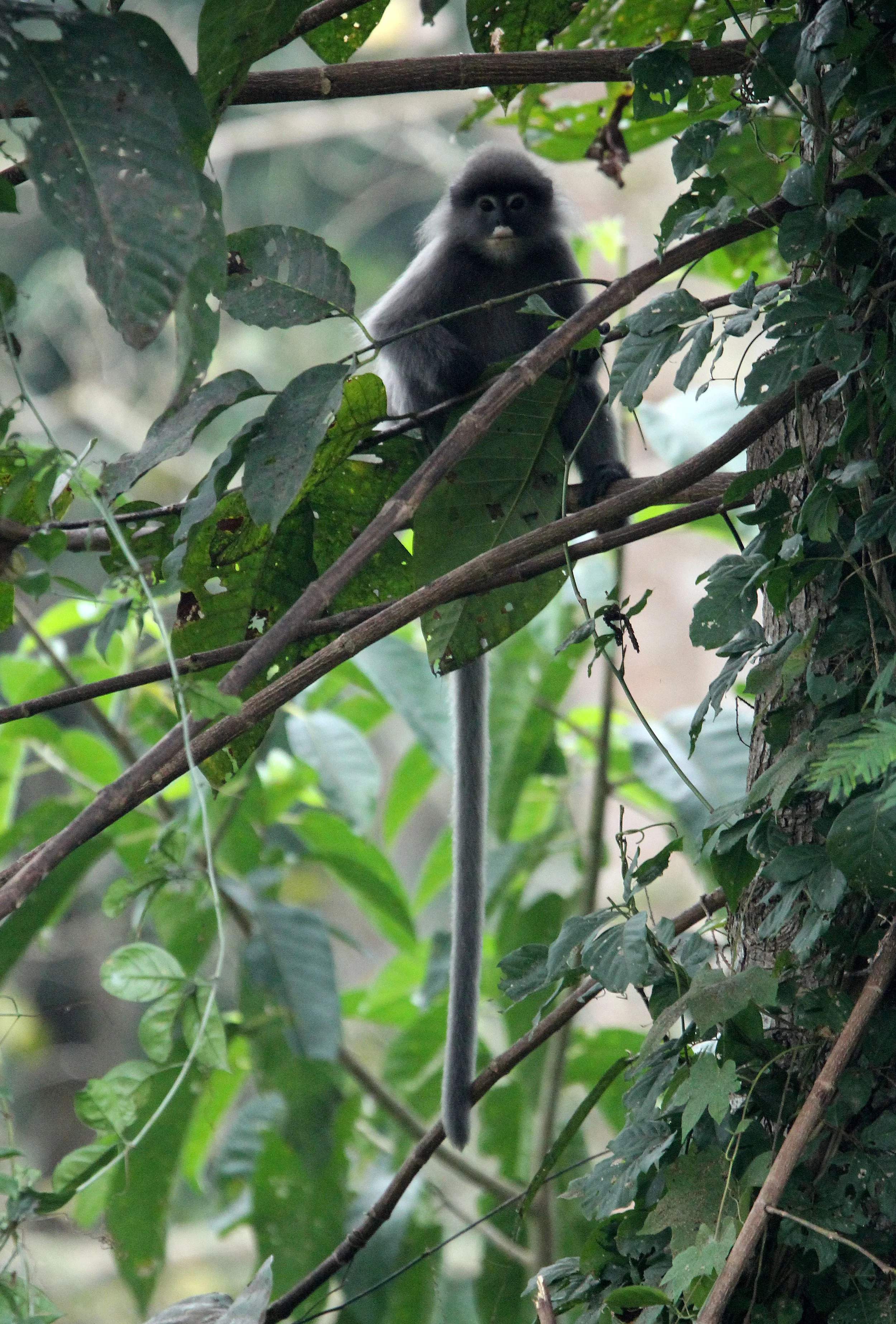 CERCOPITHECIDAE - Trachypithecus crepusculus - INDOCHINESE GRAY LANGUR - HUAI KHA KHAENG WILDLIFE RESERVE - KHAO BAN DAI STATION - THAILAND (18).JPG
