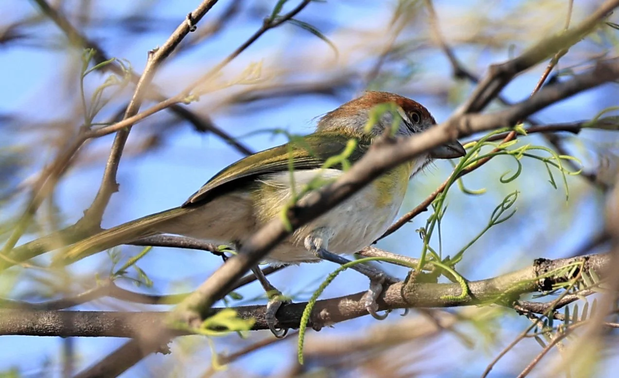 Rufous-browed Peppershrike (Cyclarhis gujanensis) Fortin Toledo Paraguay (2).jpg