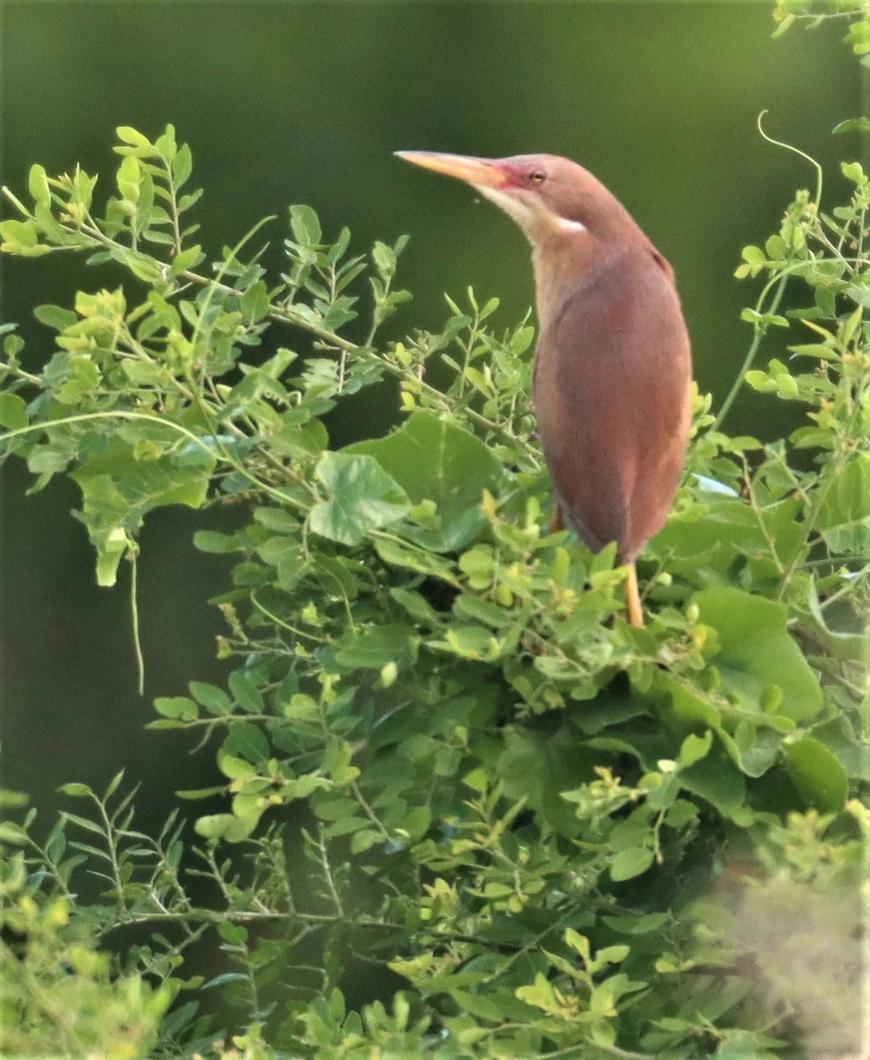 BITTERN - CINNAMON BITTERN (CHESTNUT BITTERN) - Ixobrychus cinnamomeus - PATHUM THANI RICE RESEARCH CENTER (36).jpg