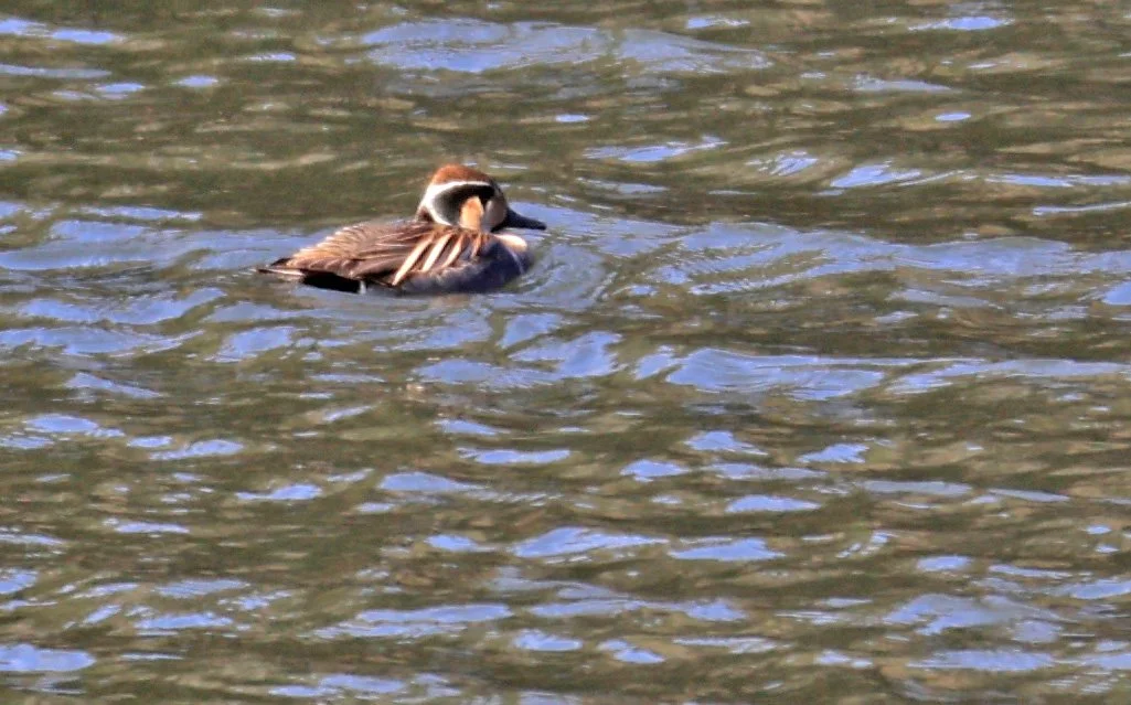 Baikal teal (Sibirionetta formosa) Takagawa Dam Lake, Kagoshima Japan (76).jpg
