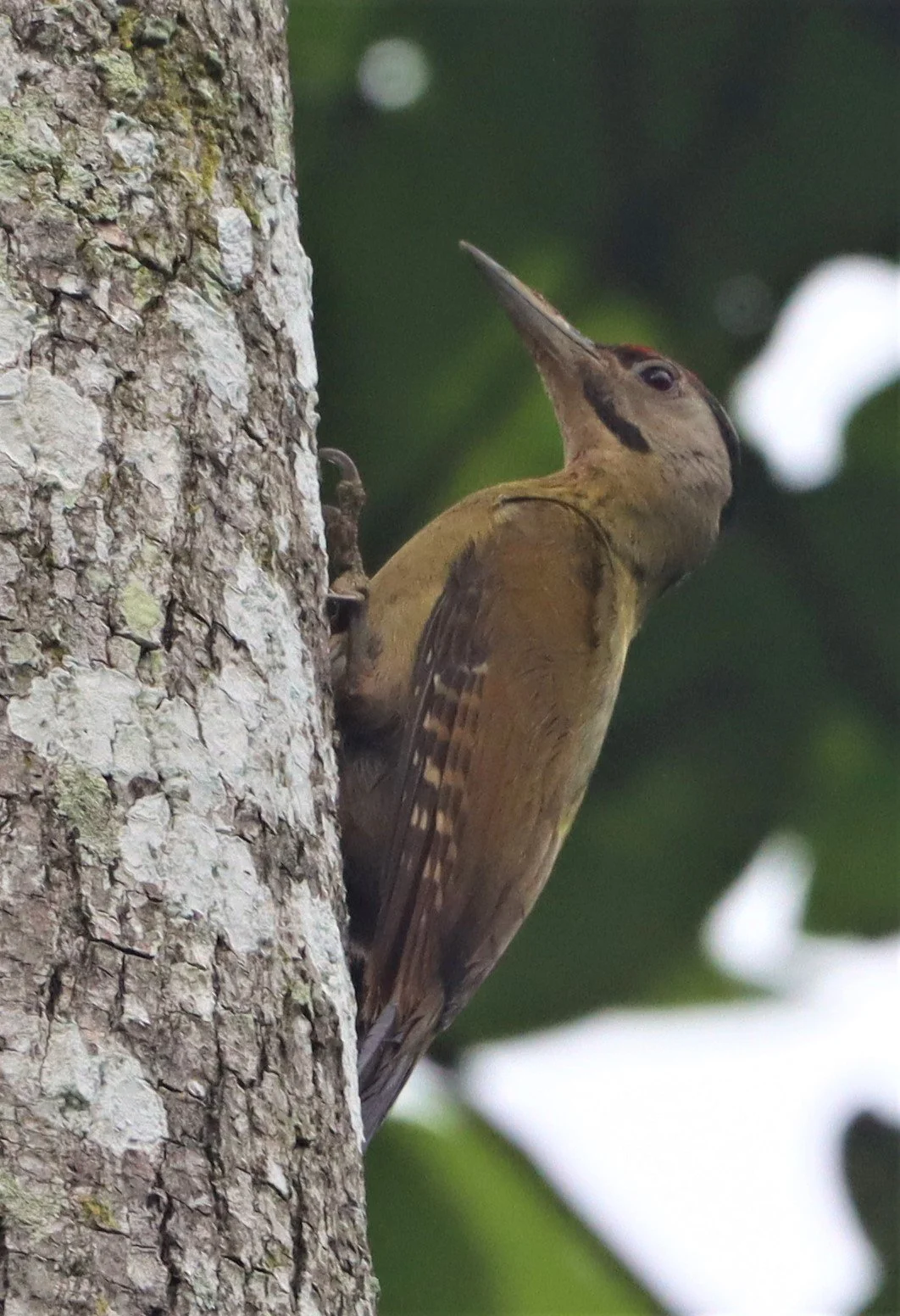 WOODPECKER - BLACK-NAPED WOODPECKER - Picus guerini - KAENG KRACHAN NATIONAL PARK (16).jpg