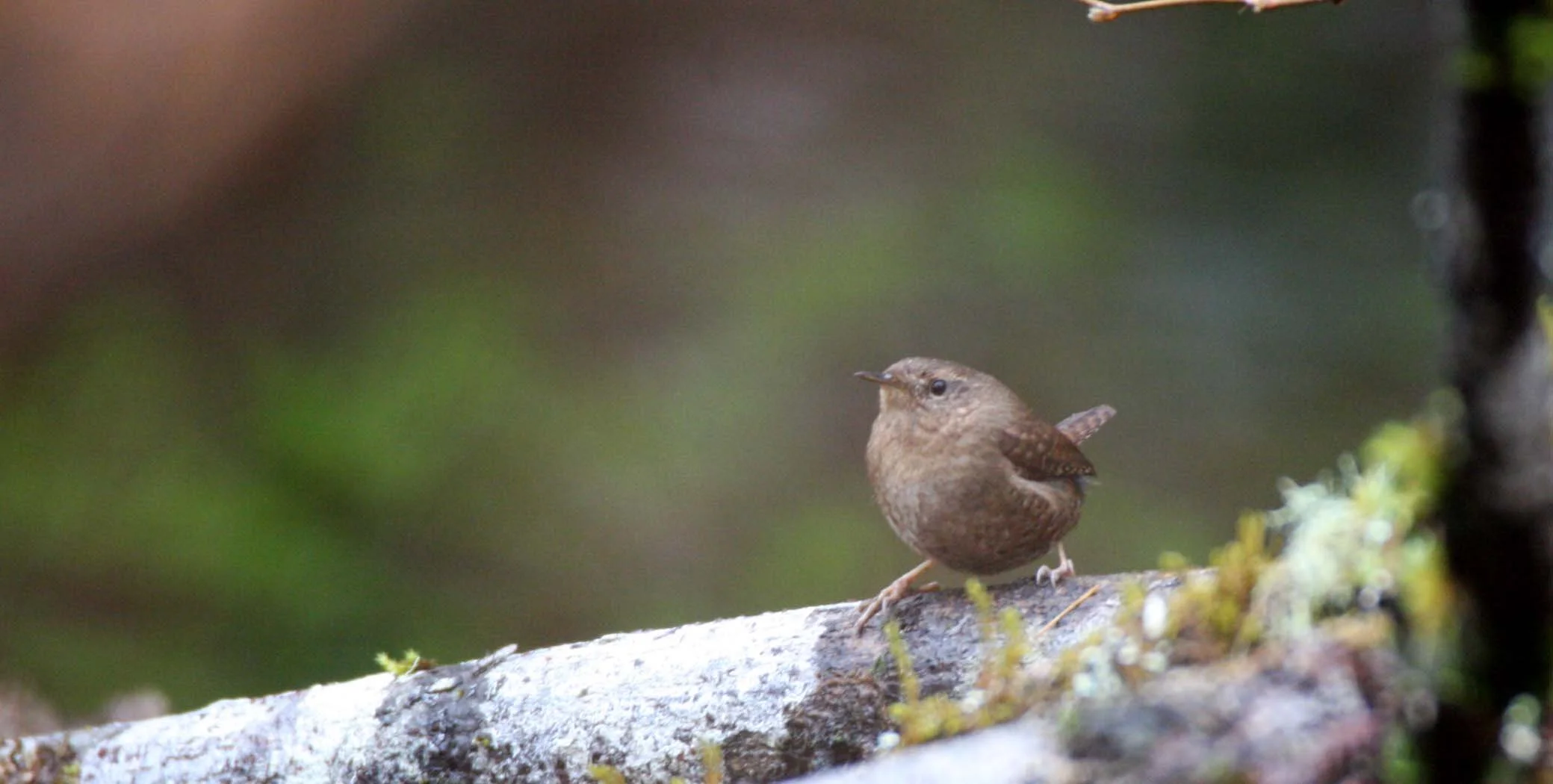 BIRD - WREN - WINTER WREN - ELWHA VALLEY WA.JPG