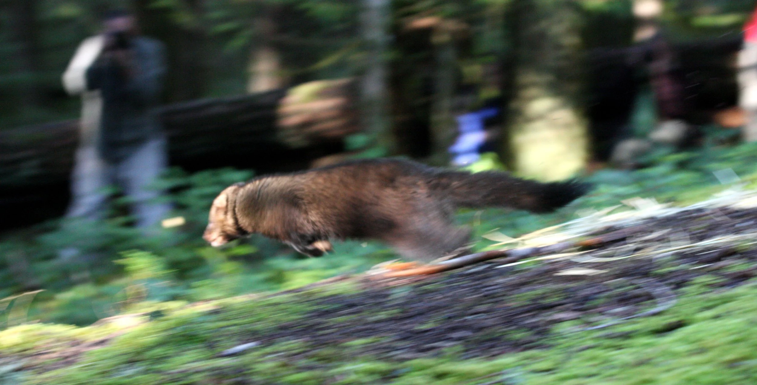 MUSTELID - FISHER - FINAL RELEASE ON 2-20-2010 (25).JPG