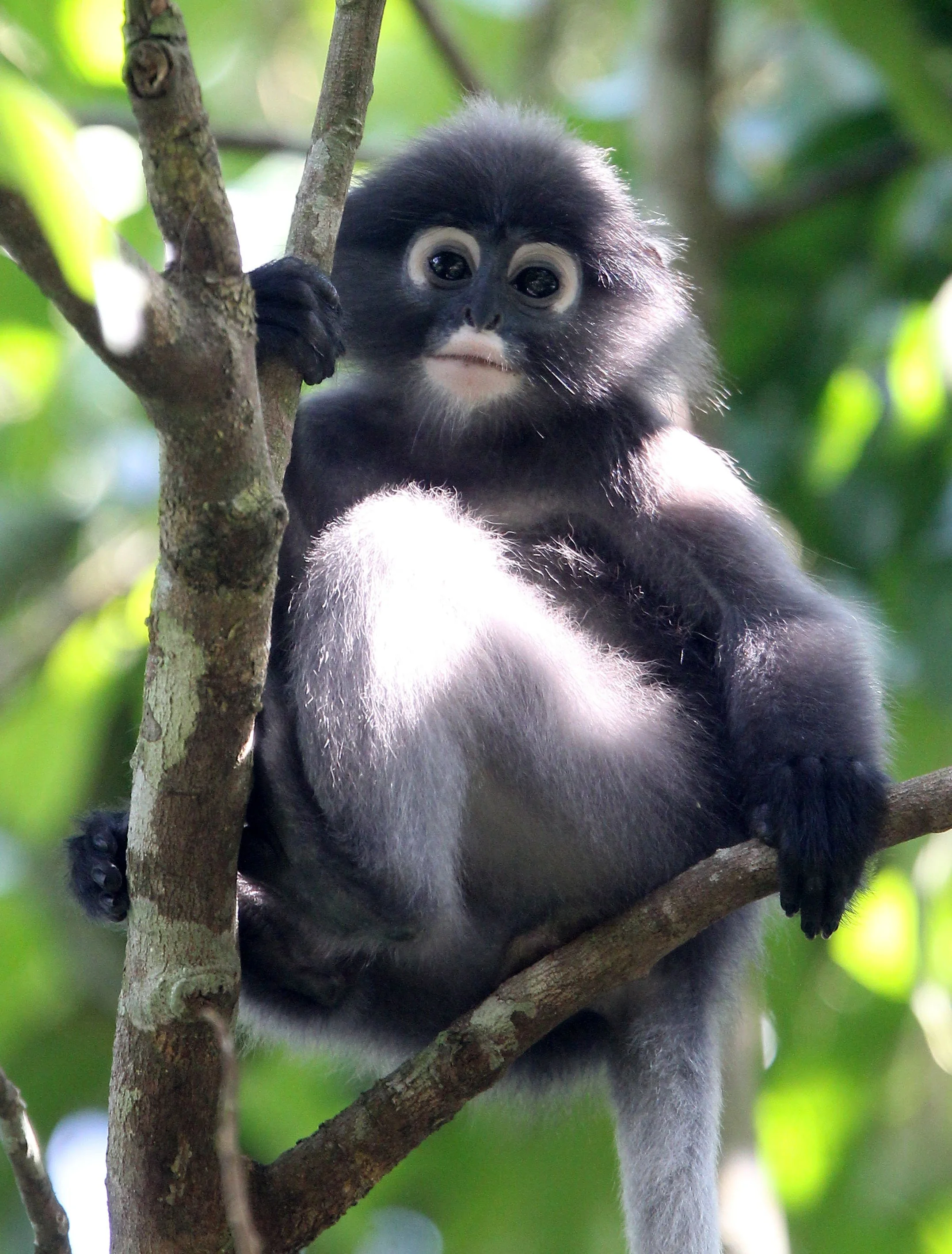 CERCOPITHECIDAE - Trachypithecus obscurus flavicauda - BLOND-TAILED (DUSKY) LANGUR - KAENG KRACHAN  NATIONAL PARK THAILAND (12).JPG