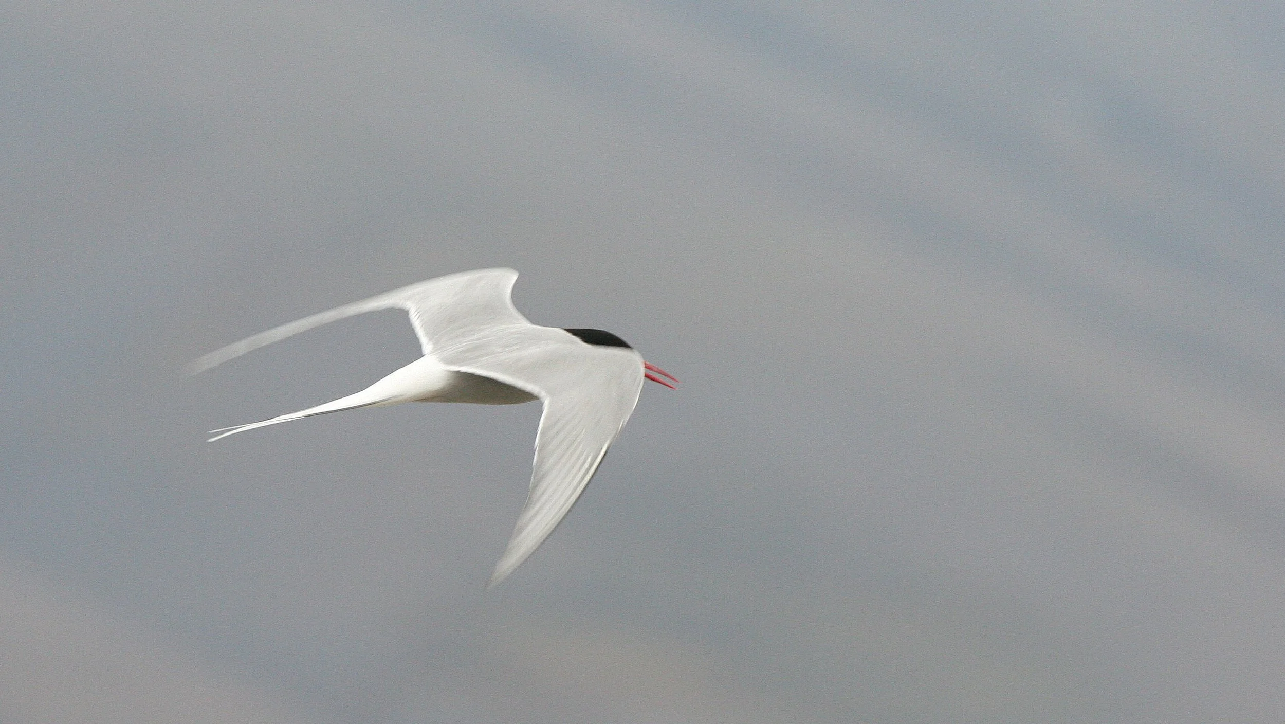 BIRD - TERN - ARCTIC TERN - SVALBARD (9).jpg