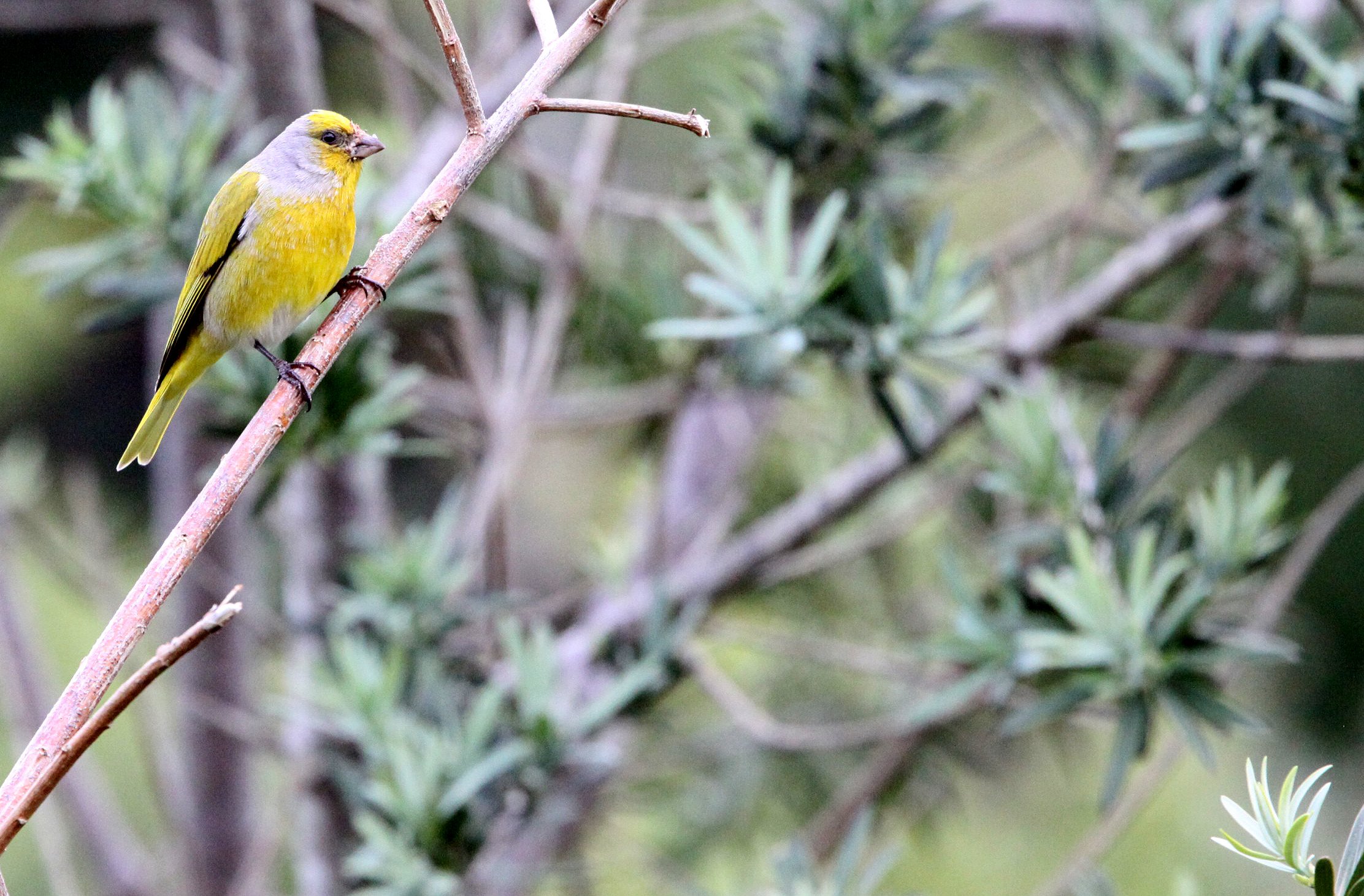Cape Canary (Serinus canicollis) Cape Town South Africa (4).JPG