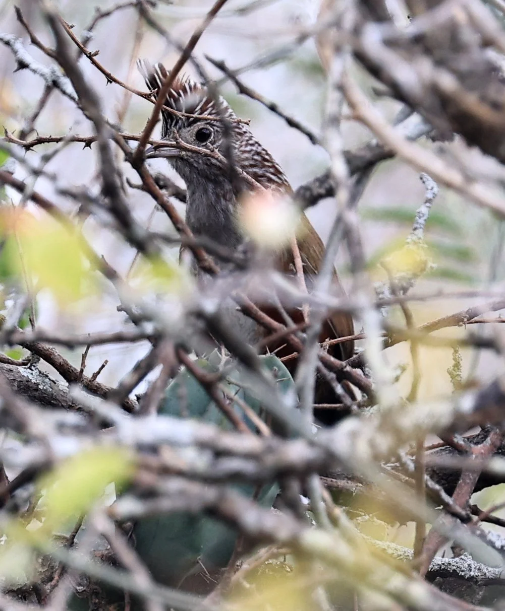 Crested Gallito (Rhinocrypta lanceolata) La Patria Sideroads Paraguay (48).jpg