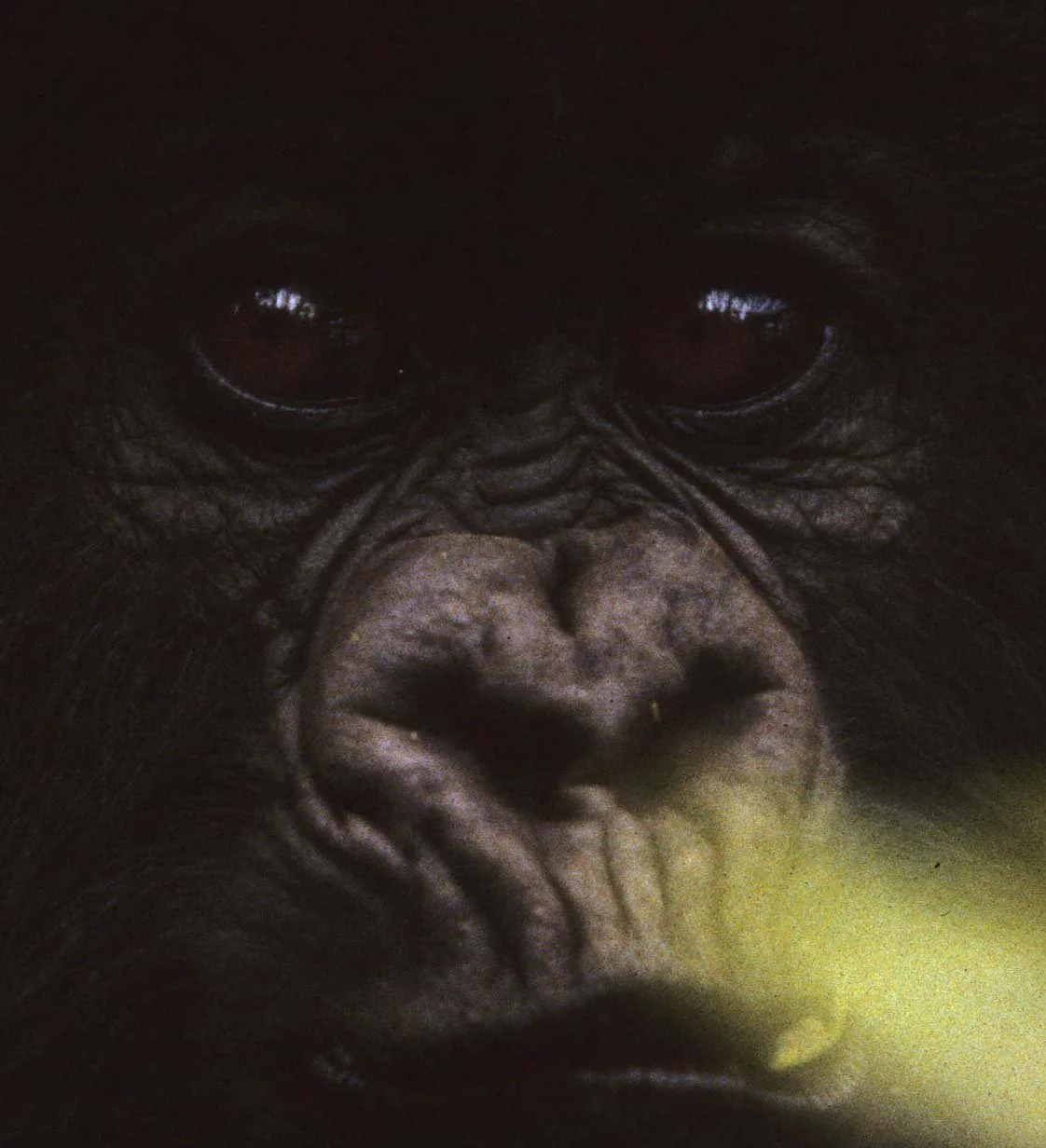 PRIMATE - GORILLA-RWANDA PARC DU VULCANS (92).jpg