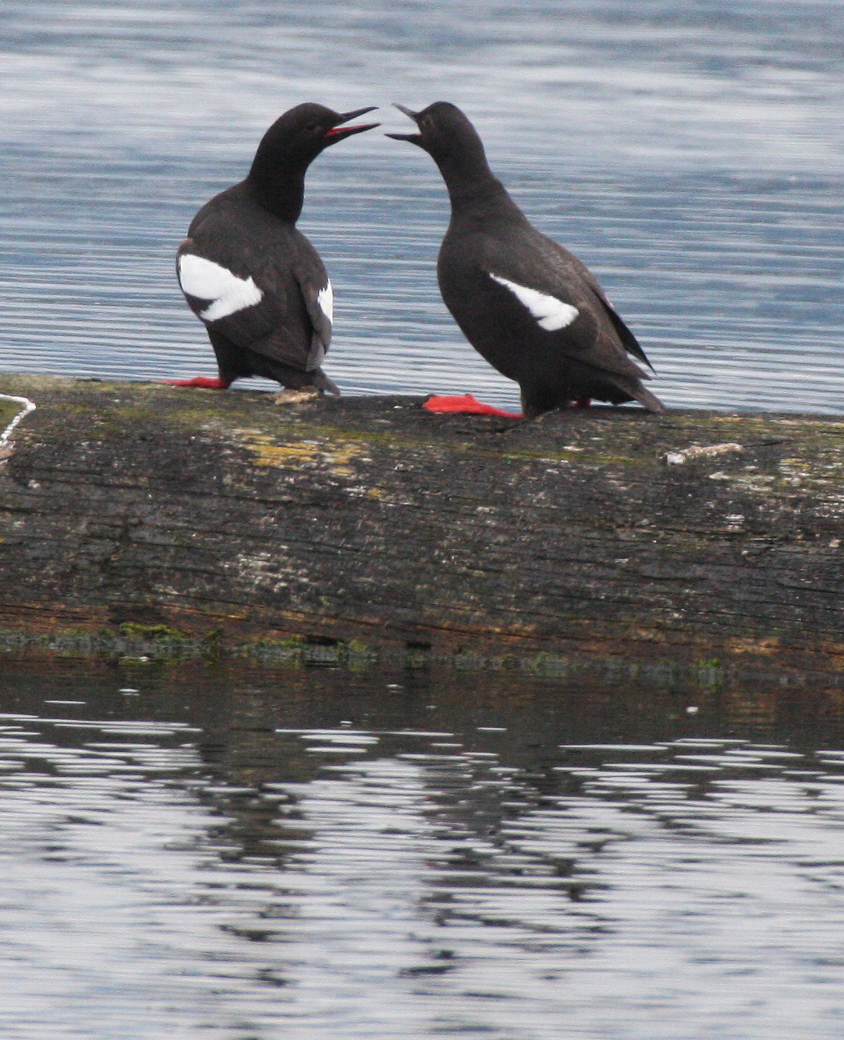 Cepphus columba adiantus - PIGEON GUILLEMOT - PORT ANGELES HARBOR WA (29).JPG