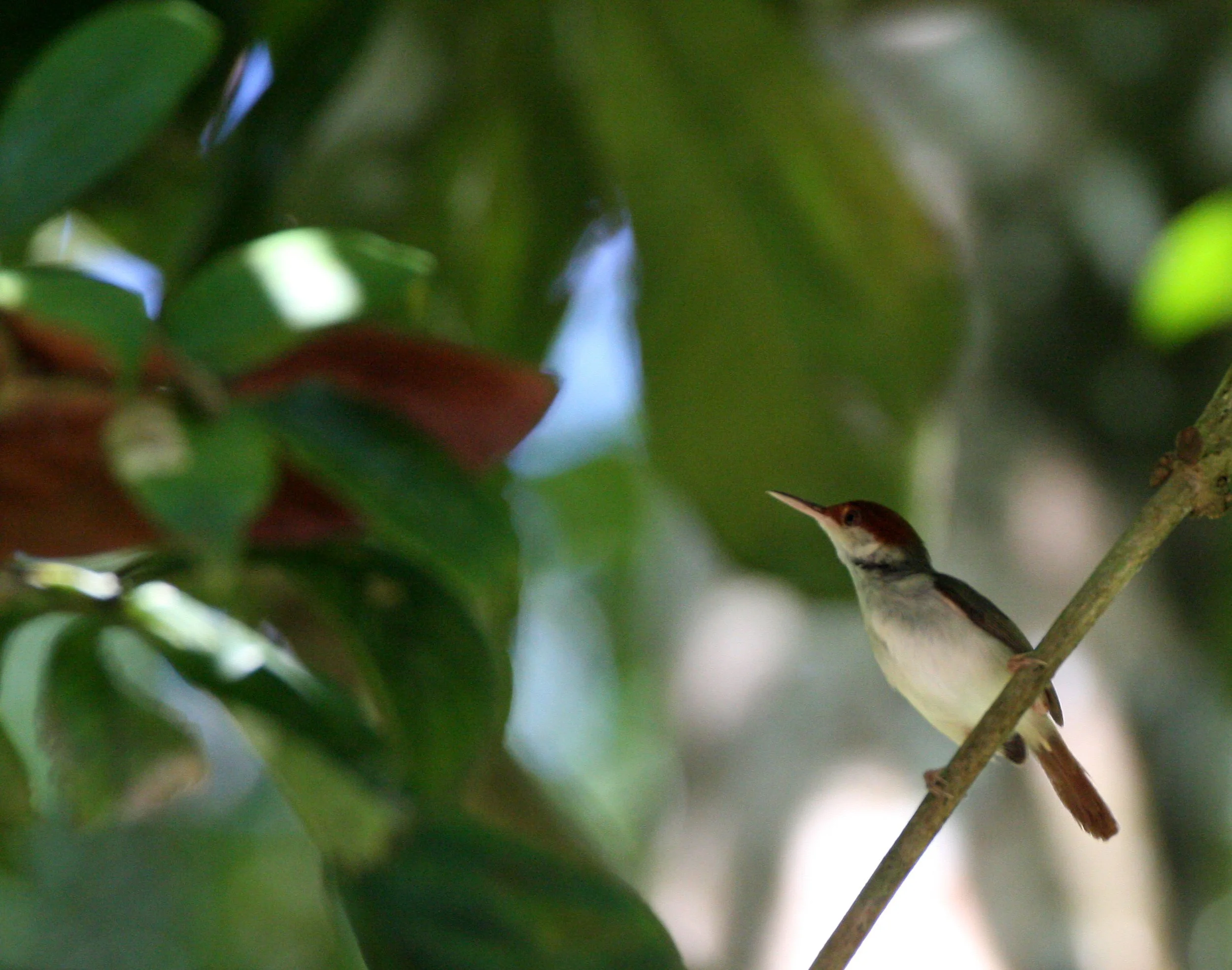 BIRD - TAILORBIRD - ASHY TAILORBIRD - SEPILOK BORNEO (4).JPG
