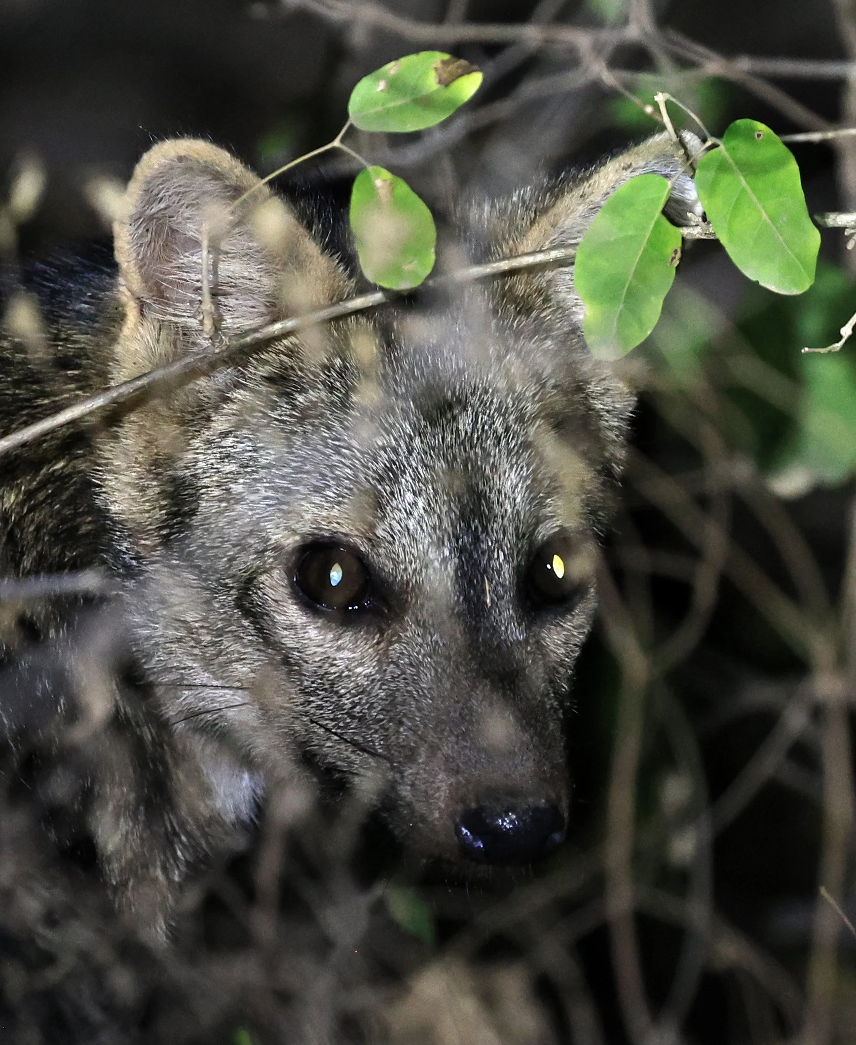 Crab-eating Fox (Cerdocyon thous) Agua Dulce Paraguay (50).jpg
