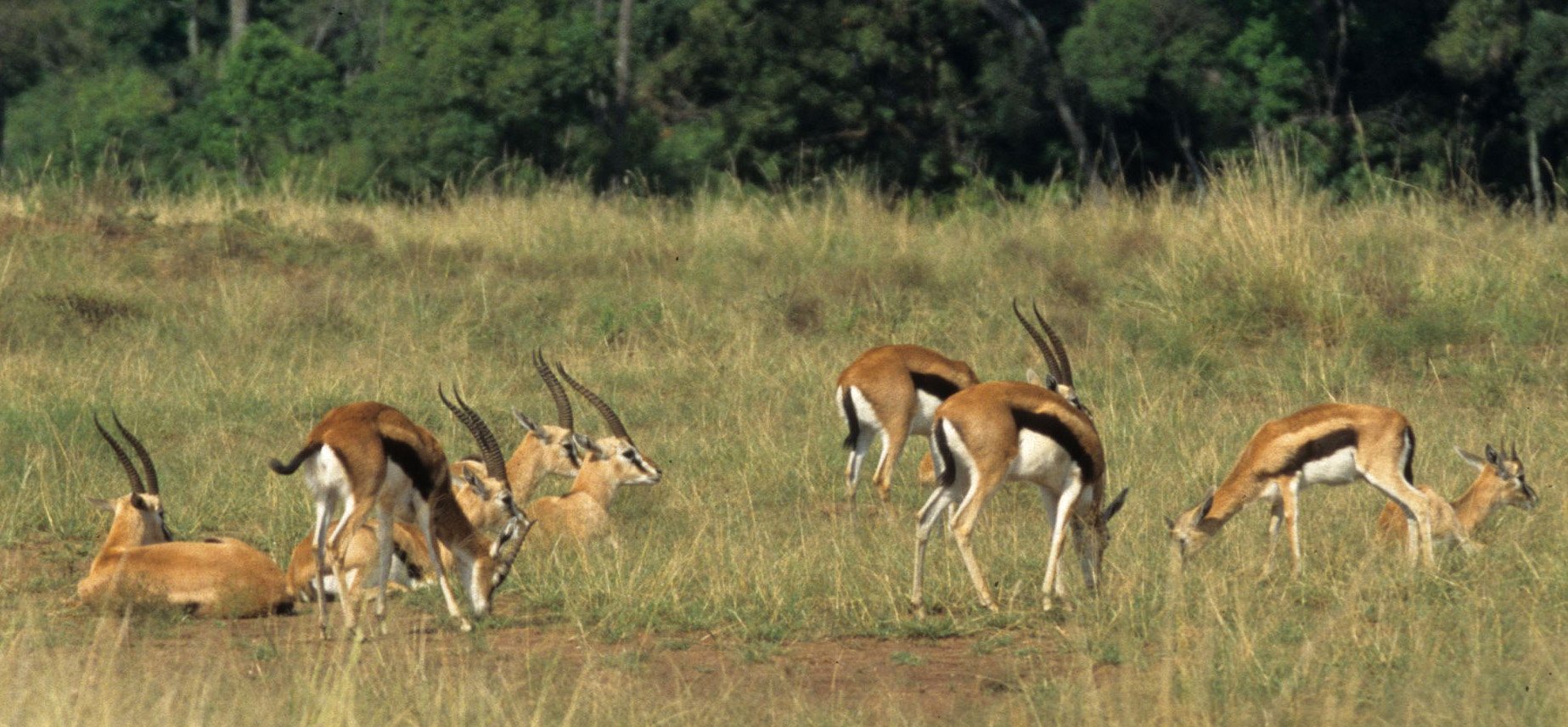 BOVID - GAZELLE - THOMSONS - SERENGETI (15).jpg
