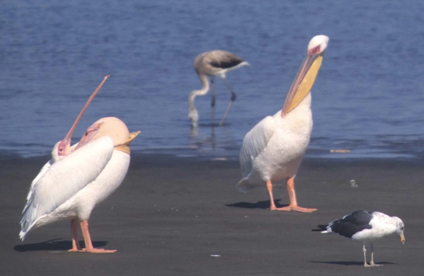 BIRDS - PELICAN - WHITE - NAMIBIA 2A.jpg