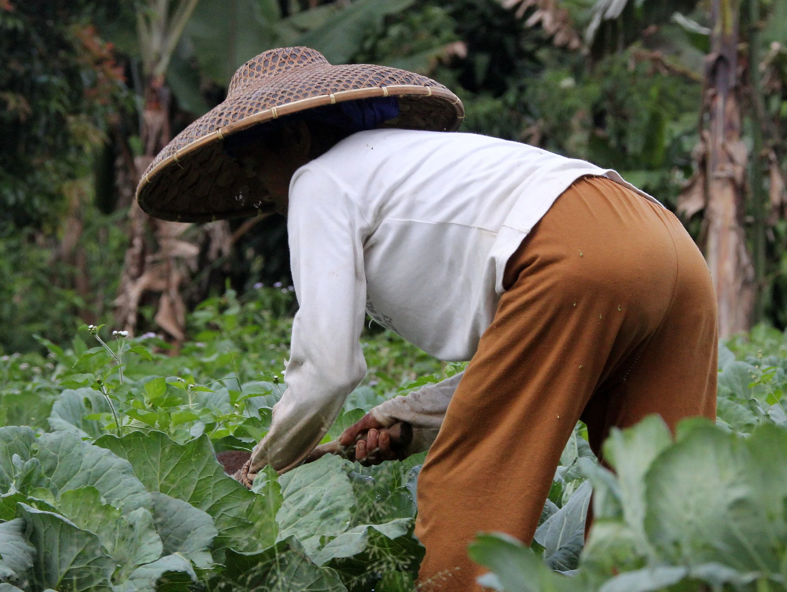 HALIMUN NATIONAL PARK - JAVA BARAT INDONESIA (10).JPG