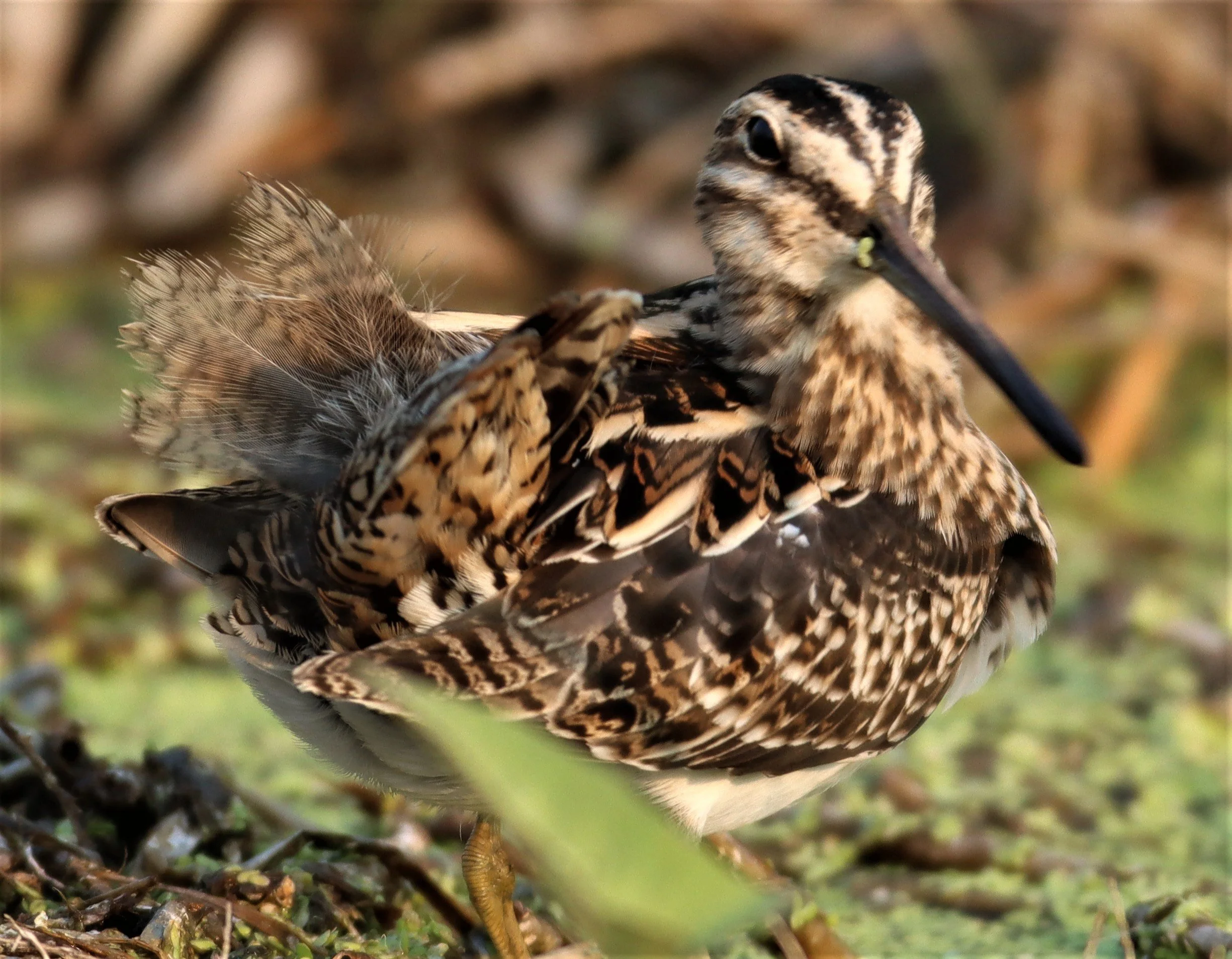 SNIPE - COMMON SNIPE - Gallinago gallinago - LAT KRABANG WETLANDS NEAR BKK (45).jpg