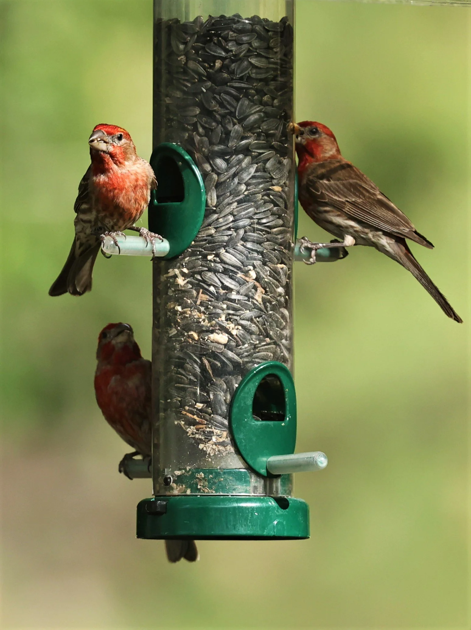 House Finch (Haemorhous mexicanus) Cave Creek Arizona (24).jpg