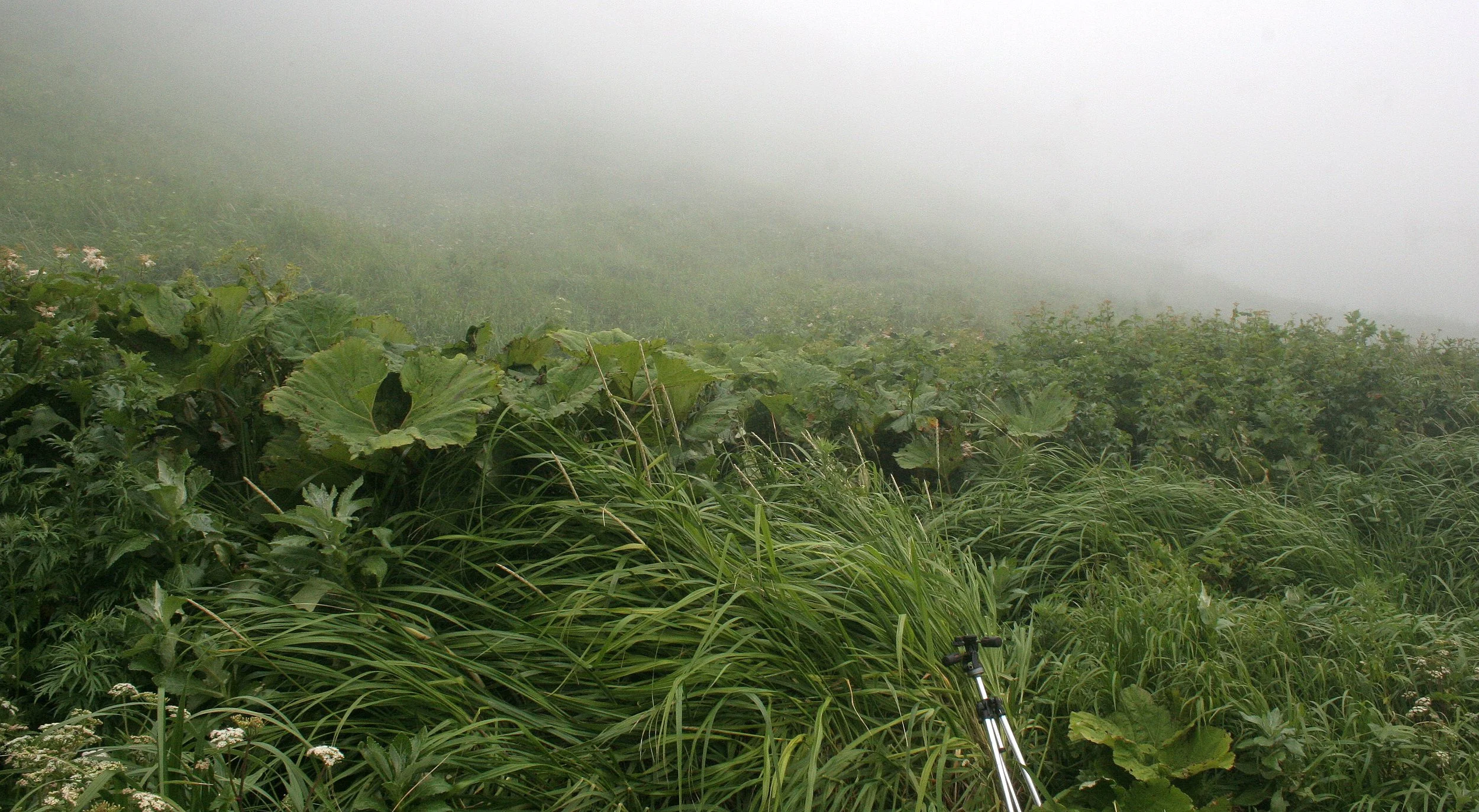 KURIL ISLANDS - FLORA  (108).jpg