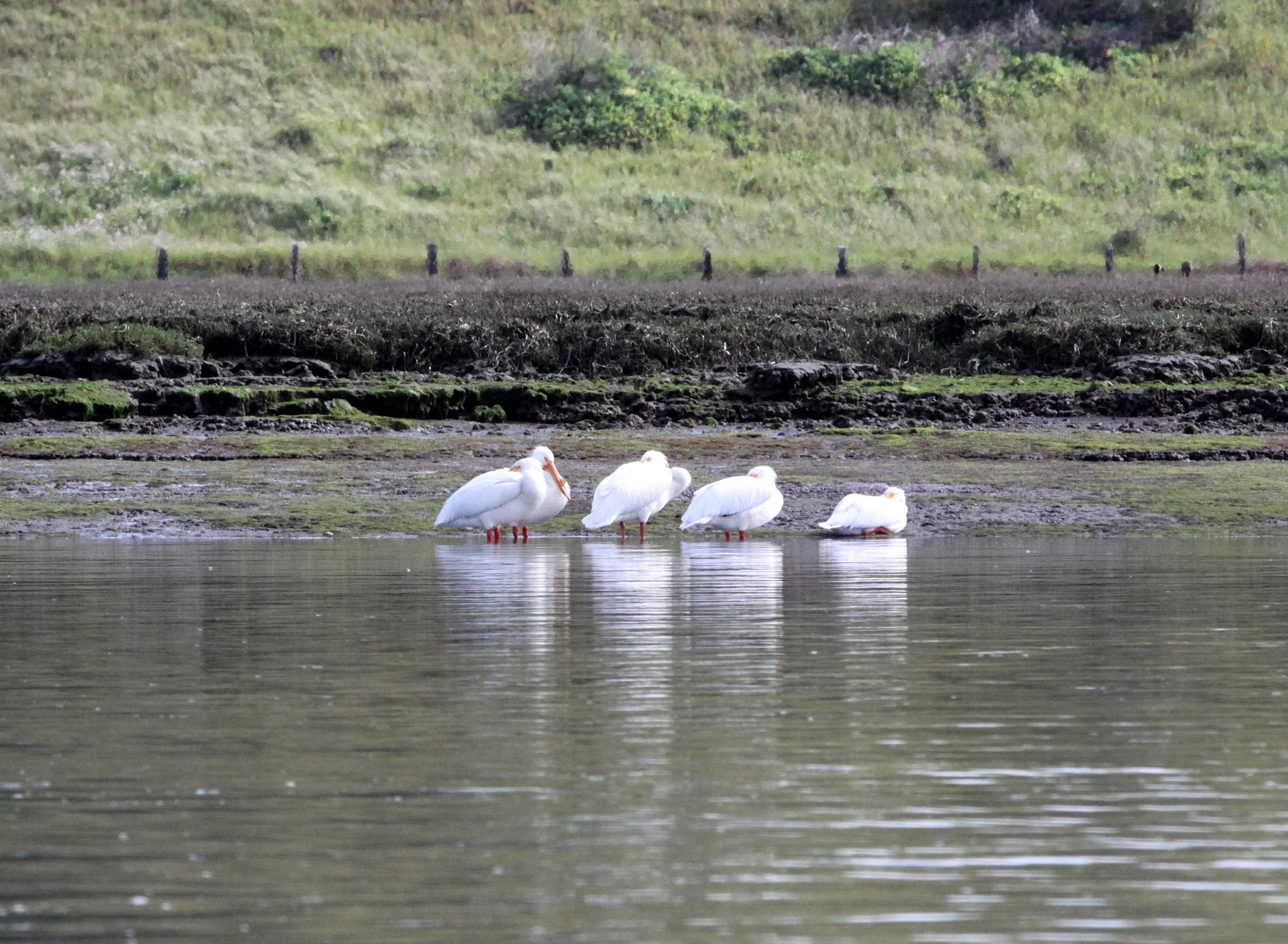 Pelecanus erythrorhynchos - AMERICAN WHITE PELICAN - ELK HORN SLOUGH RESERVE CALIFORNIA (1).JPG