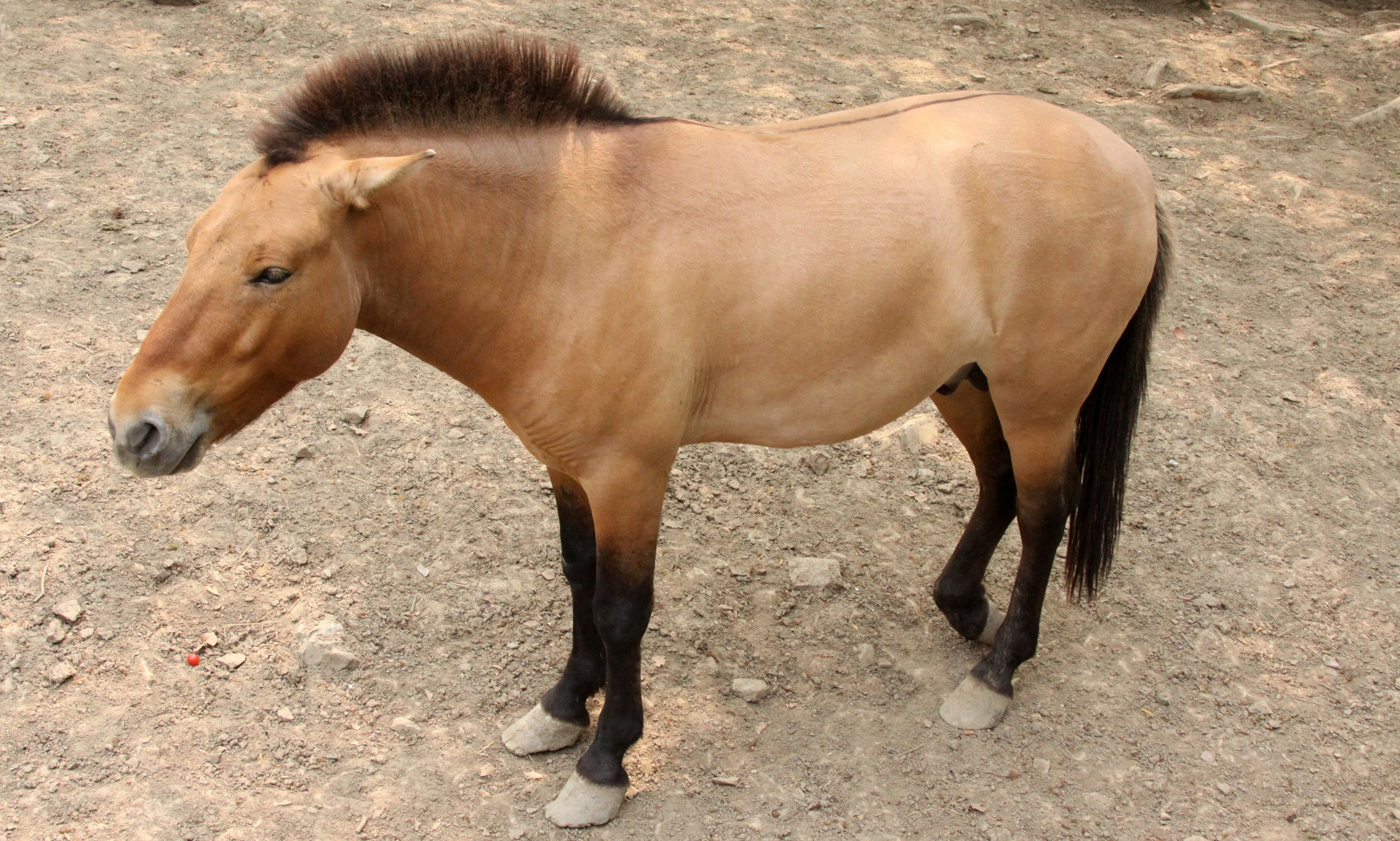 Equus ferus przewalskii Przewalski's Horse — Coke Smith Wildlife