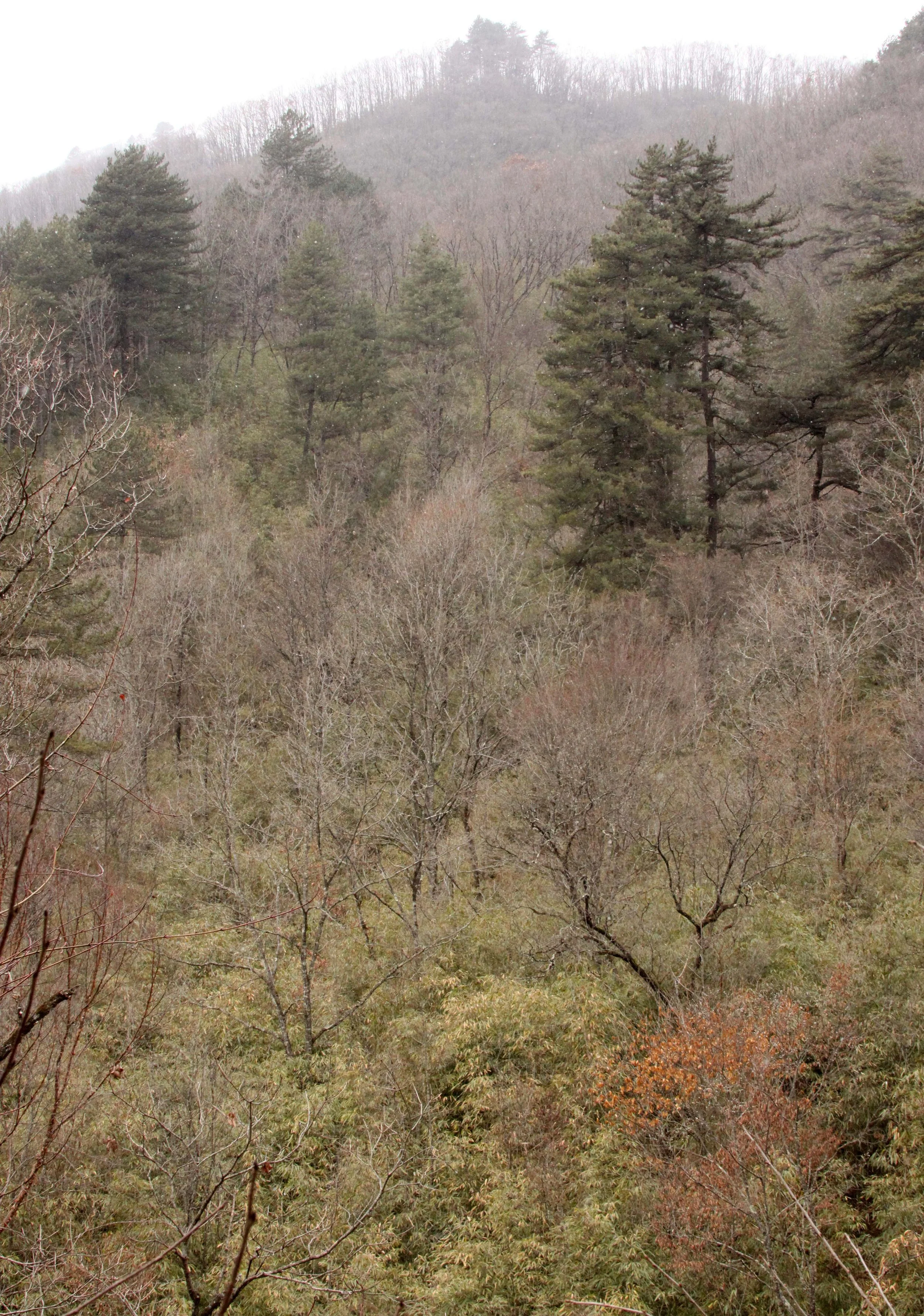 FOPING NATURE RESERVE - SHAANXI PROVINCE CHINA (158).JPG