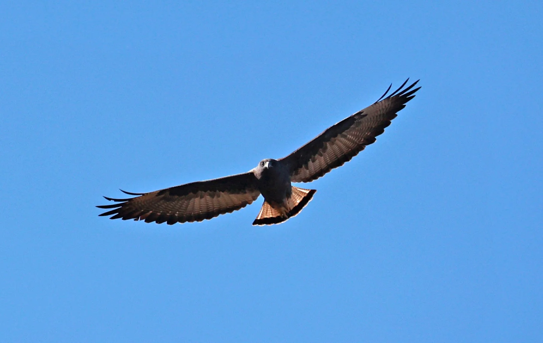 Hawk - White-tailed Hawk - Geranoaetus albicaudatus - Dark Morph - Emas National Park, Goias State, Brazil (7).jpg
