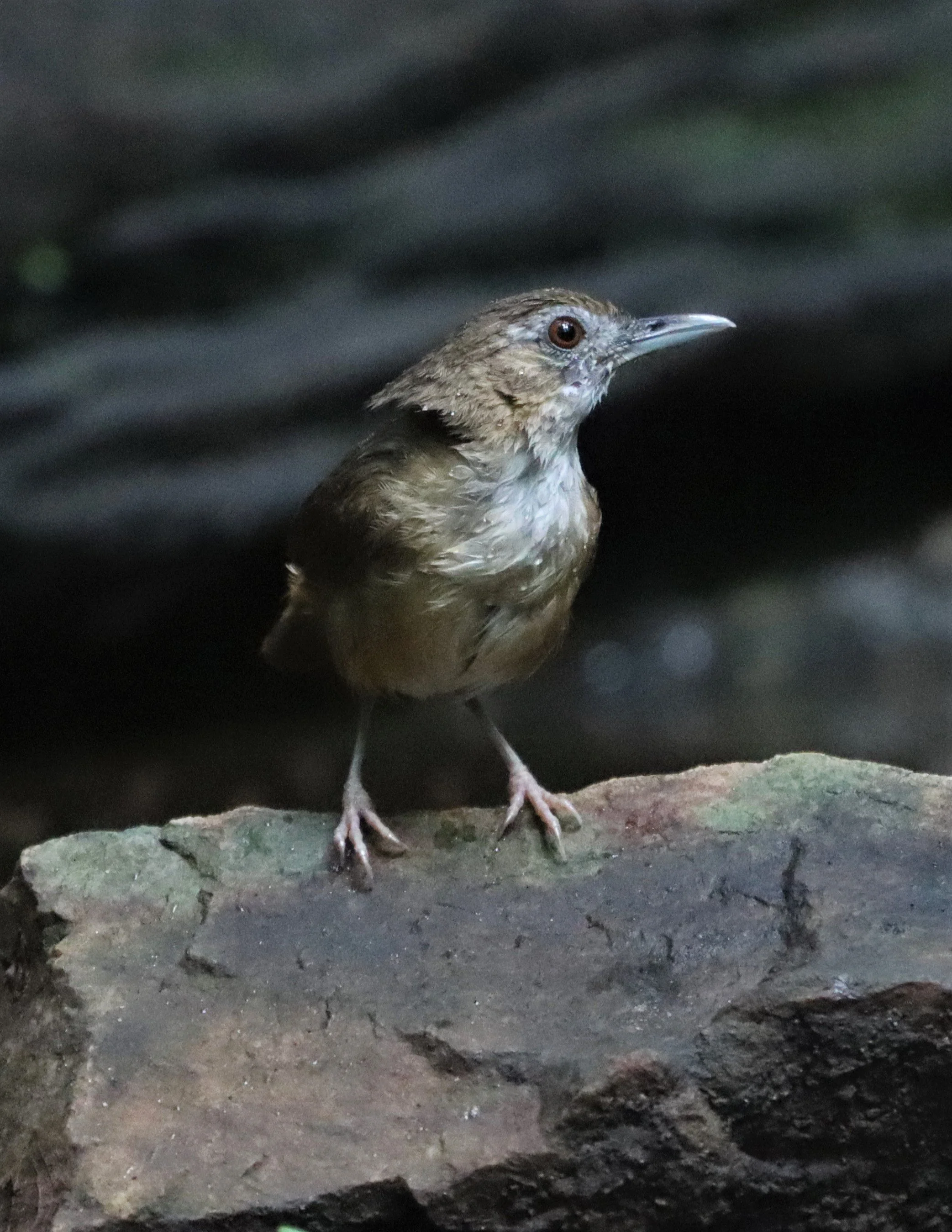 BABBLER - ABBOTT'S BABBLER - Malacocincla abbotti - KAENG KRACHAN LUNG SIN HIDE (14).jpg