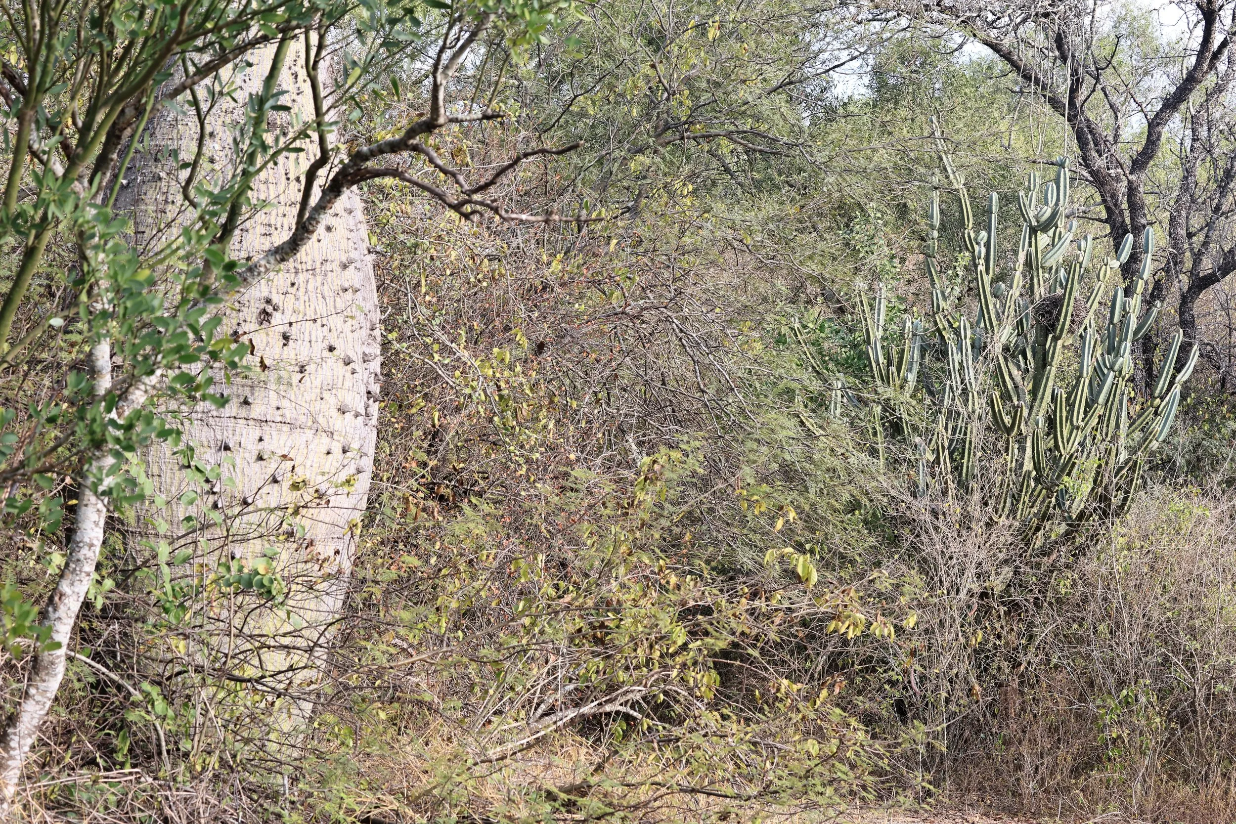 Samu'u (Ceiba chodatii) Aurora Chaquena Reserve