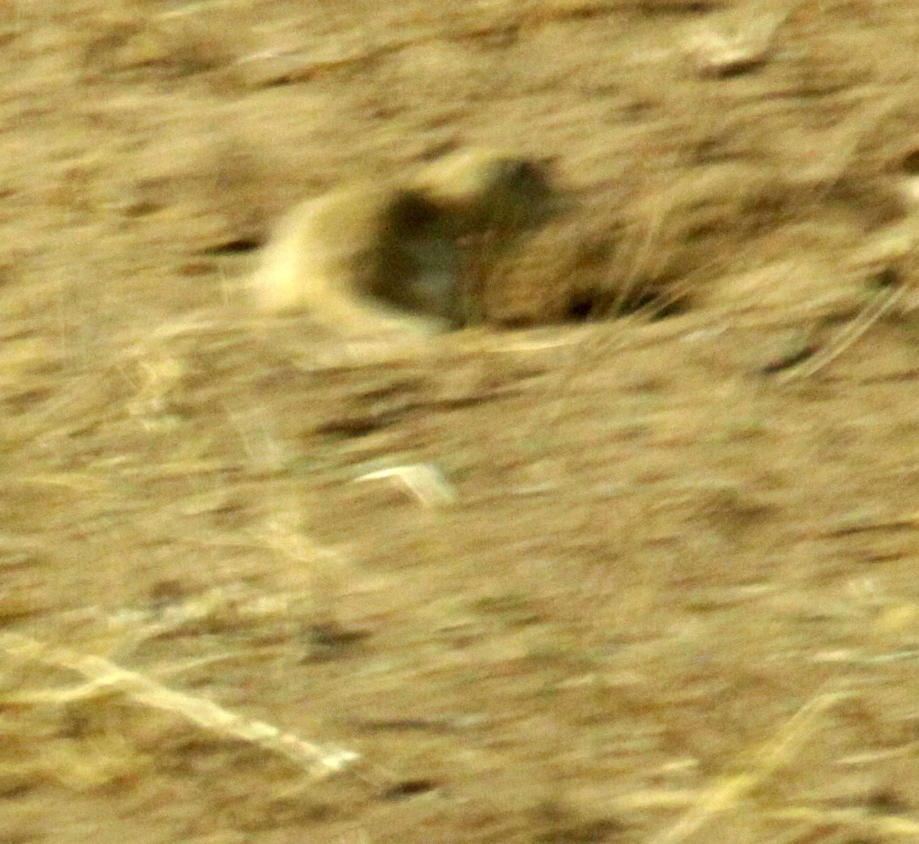 Spermophilus dauricus - DAURIAN GROUND SQUIRREL - KULUN QI INNER MONGOLIA CHINA (2).JPG