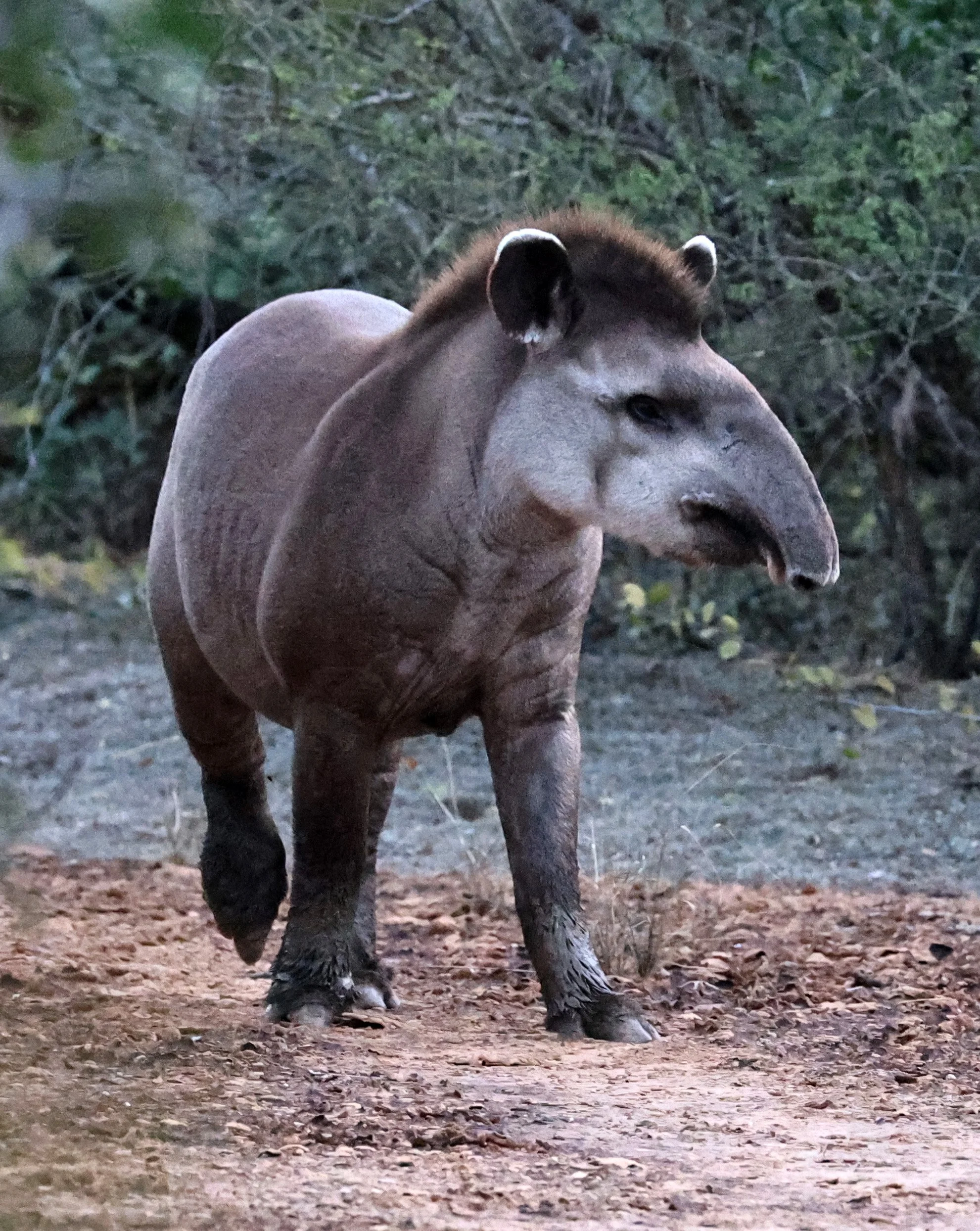 South American Tapir (Tapirus terrestris) Parque Nacional Teniente Agripino Enciso (14).jpg