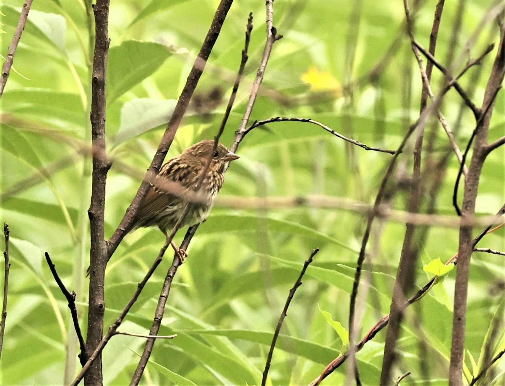 Fox Sparrow (Passerella iliaca) Lincoln Marsh Wheaton Illinois (2).jpg