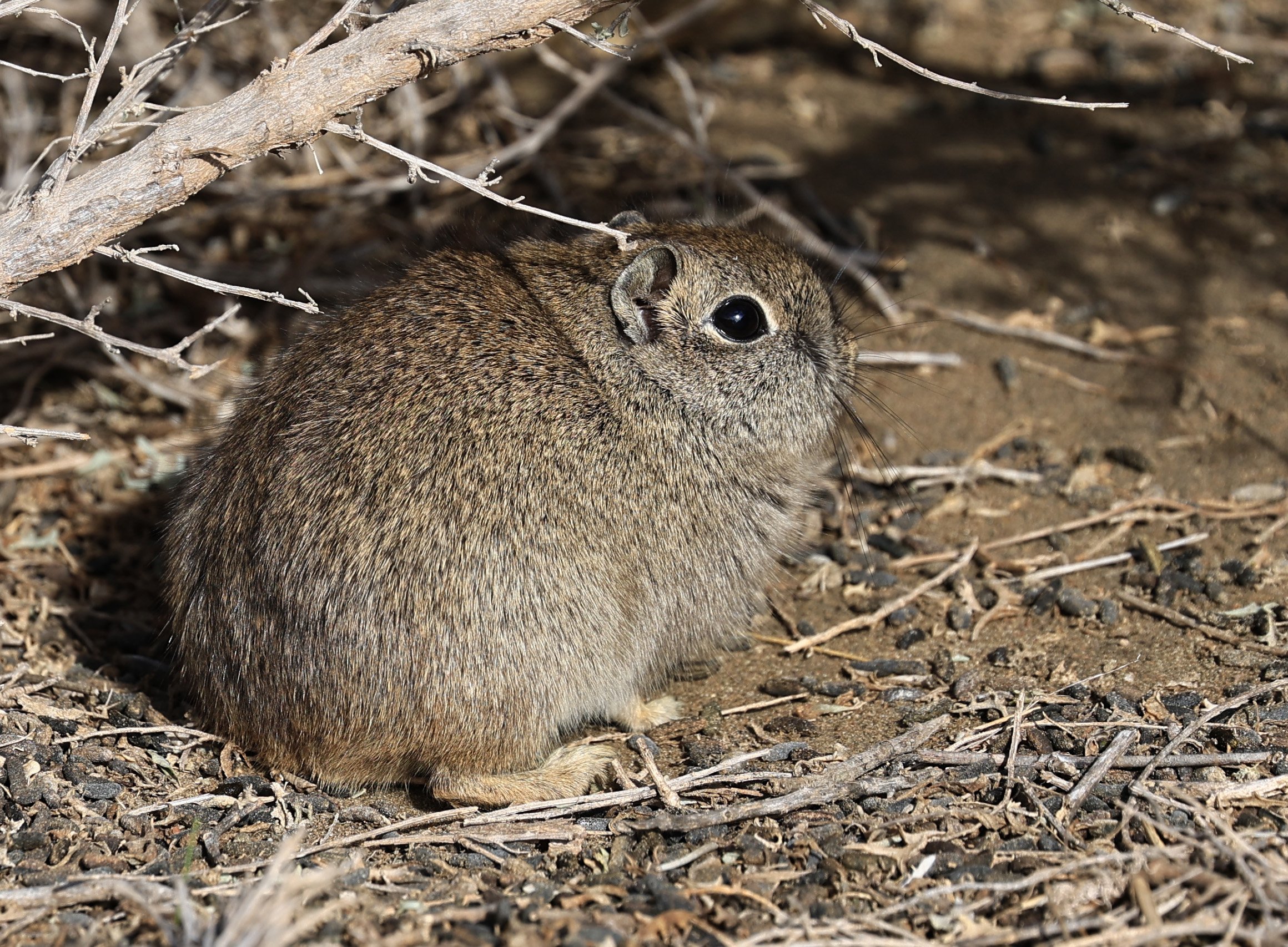 Southern Mountain Cavy (Microcavia australis) Valdes Peninsula, Chubut Province, Argentina Day 2 (1 (100).jpg