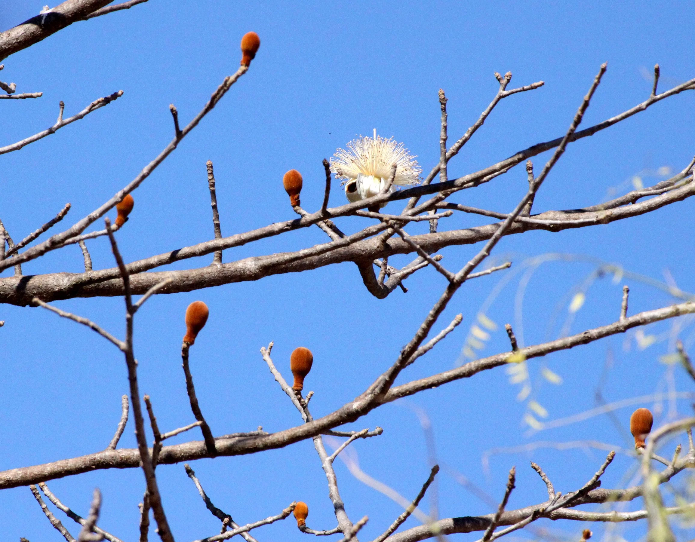 PLANT - BAOBAB - ADANSONIA RUBOSTIPA - BERENTY RESERVE MADAGASCAR.JPG