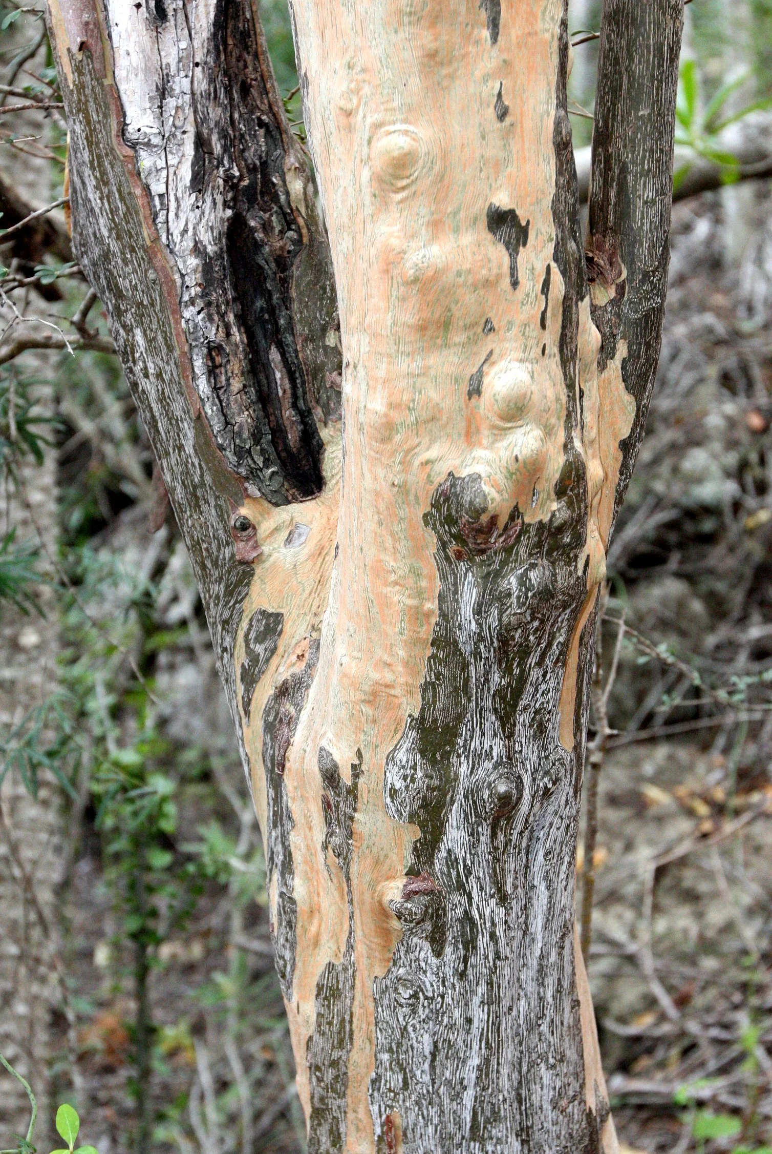 PLANT - SPECIES - ANDOHAHELA NATIONAL PARK MADGASCAR (4).JPG