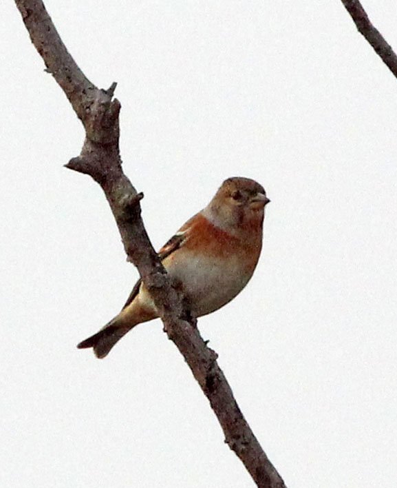 Brambling (Fringilla montifringilla) Poyang Lake, Jiangxi Province, China