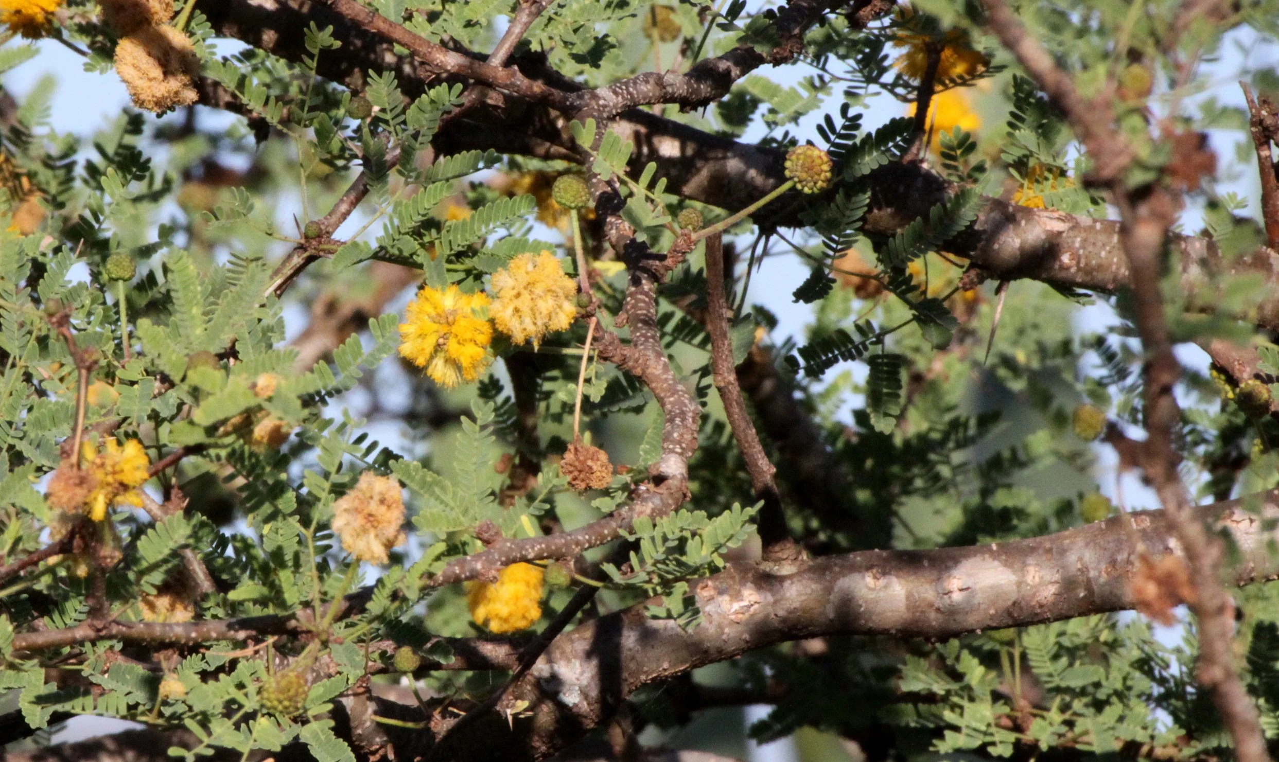 PLANT - ACACIA SPECIES - BERENTY RESERVE MADAGASCAR.JPG