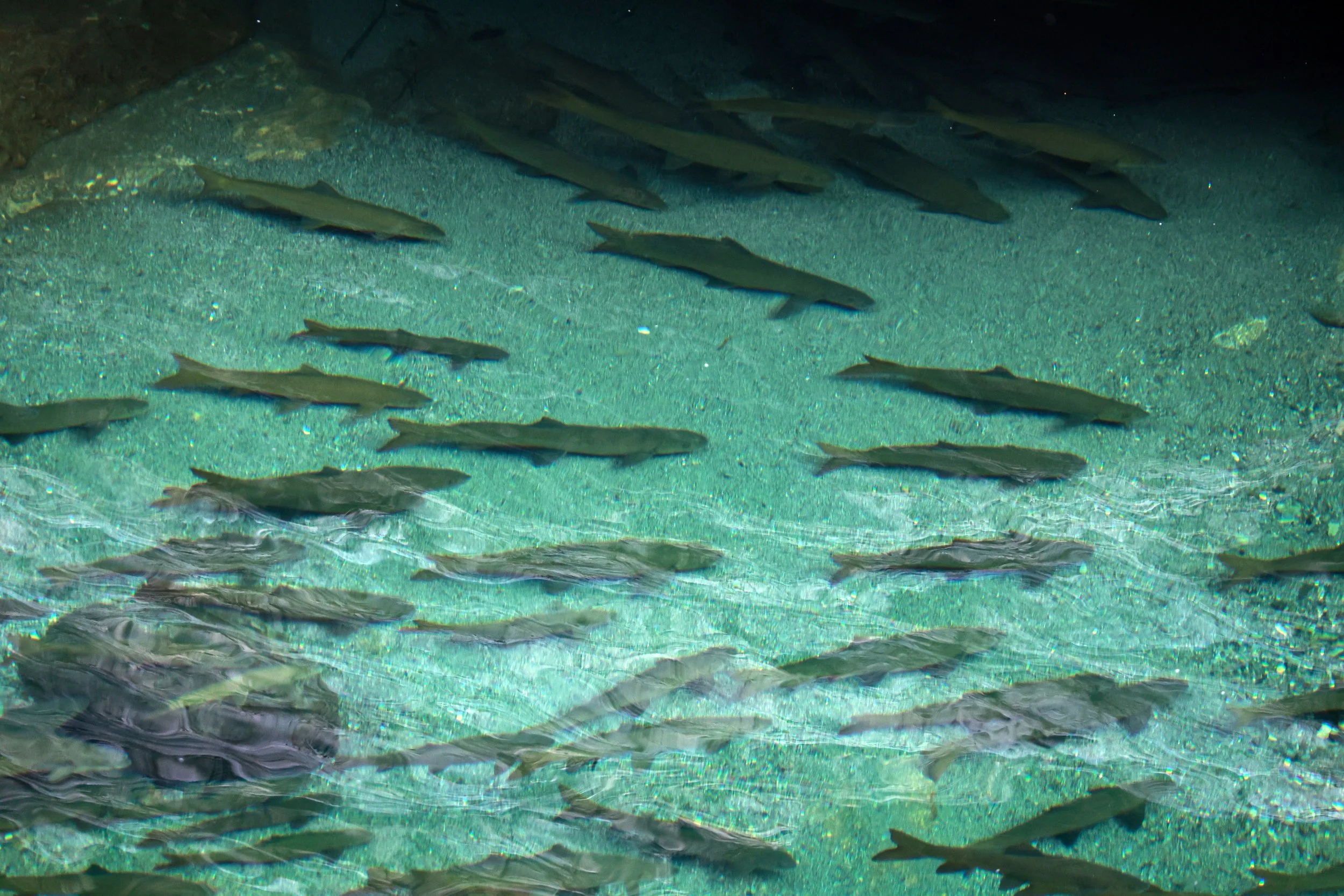 Family Cyprinidae - Minnows — Coke Smith Wildlife