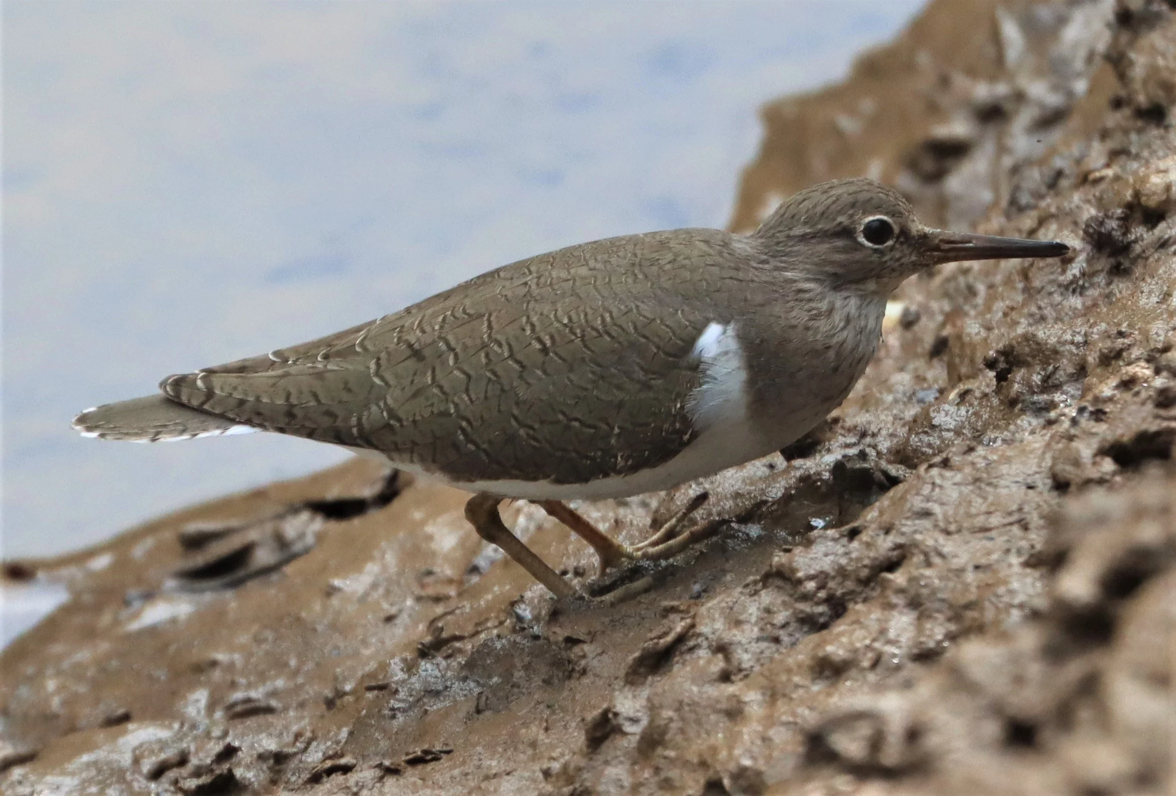 SANDPIPER - COMMON SANDPIPER - Actitus hypoleucos - AO PHANG NGA NATIONAL PARK (9).jpg