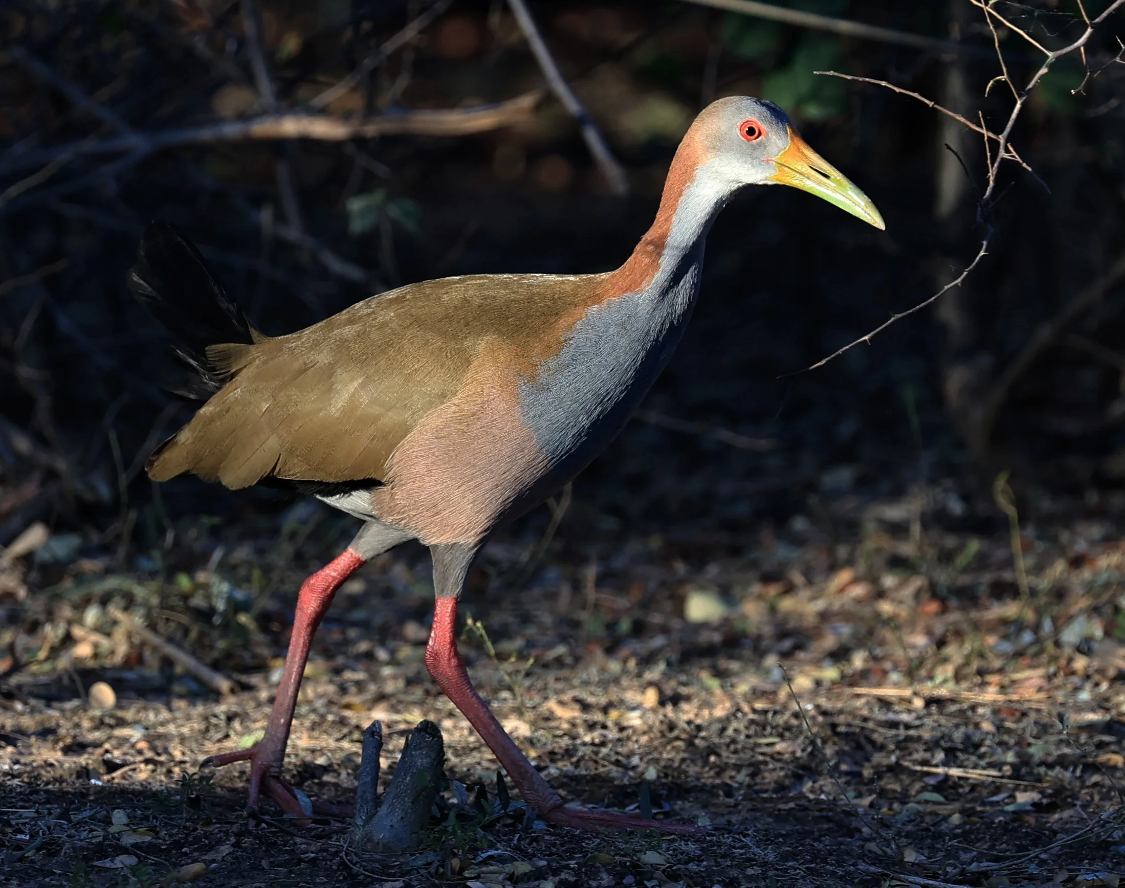 Gray-cowled Wood-Rail (Aramides cajaneus) Reserva Natural Canada el Carmen, Paraguay  (15).jpg