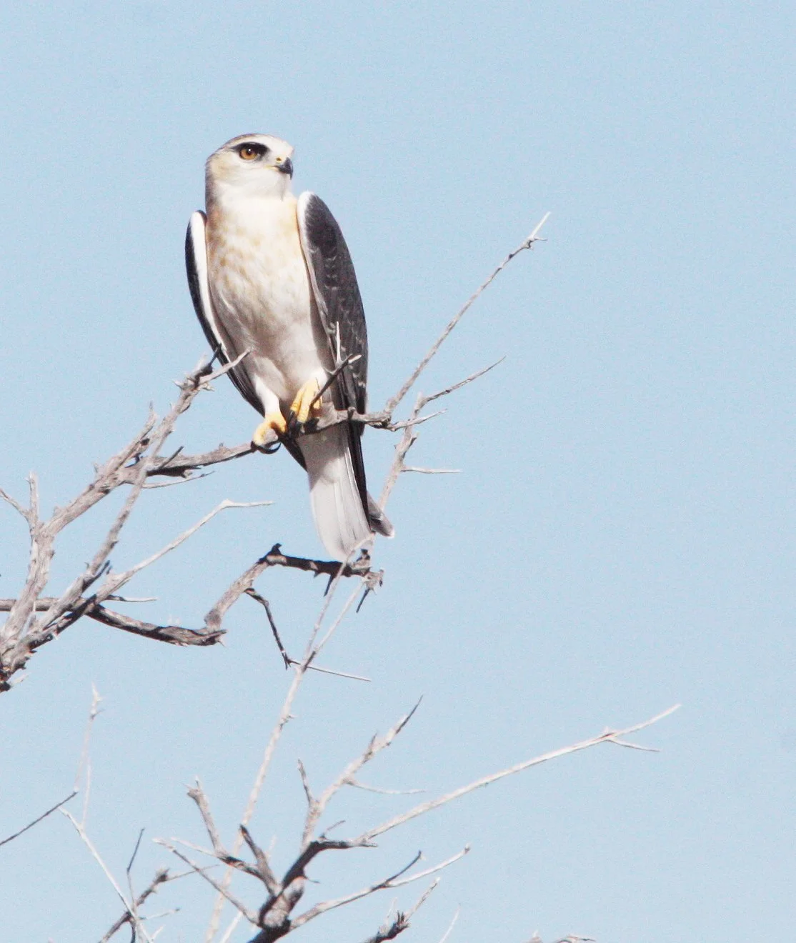 Elanus caeruleus caeruleus - BLACK-SHOULDERED KITE - ETOSHA NATIONAL PARK NAMIBIA (10).JPG