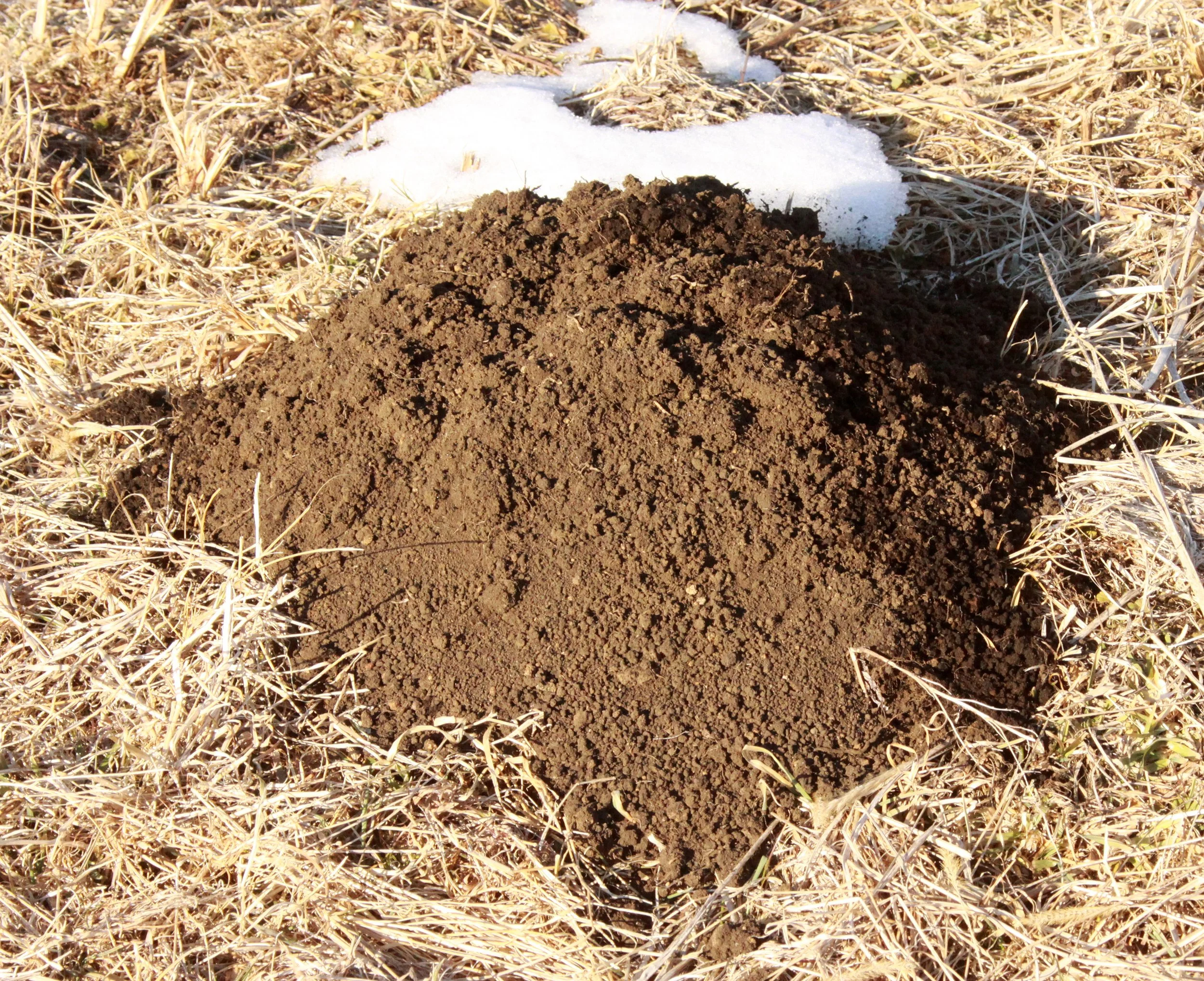 INSECTIVORA - JAPANESE MOLE HILL - FUJINOMIYA JAPAN.JPG