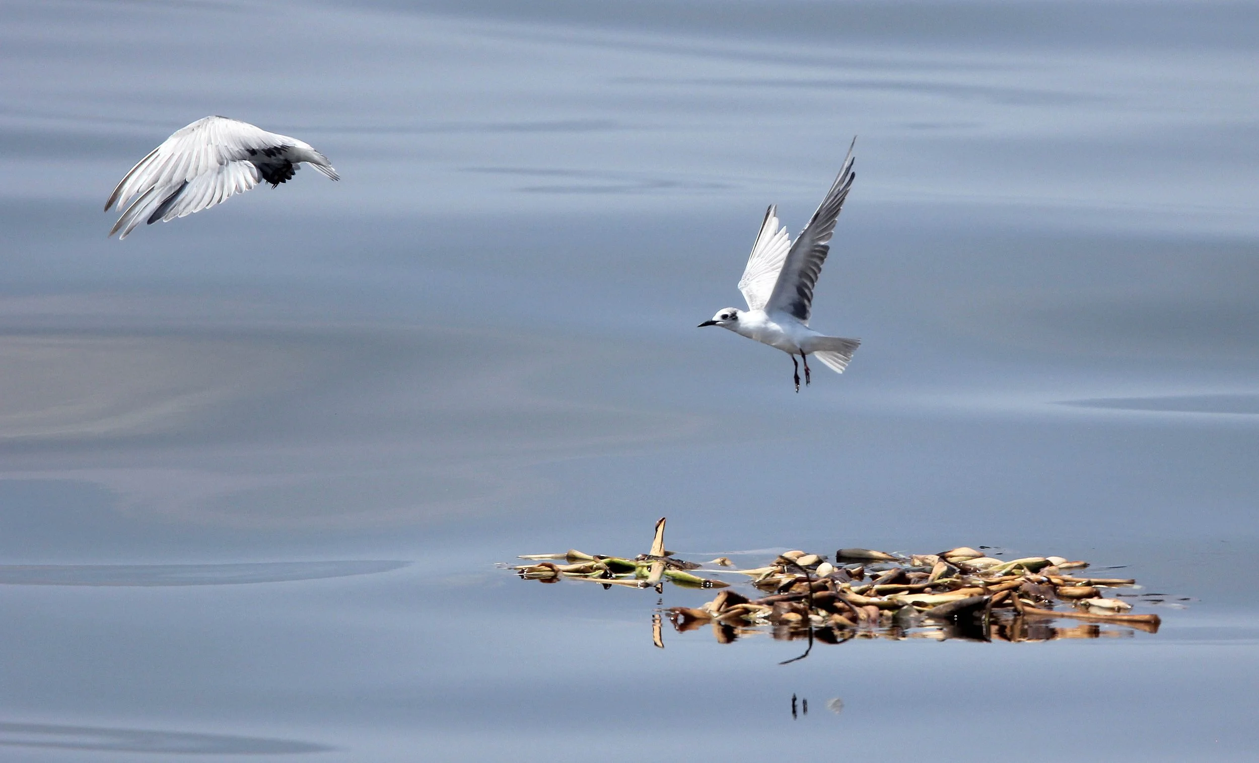BIRD - TERN - WHISKERED AND LITTLE TERNS - BAN TABOON HARBOR PETCHABURI (32).JPG