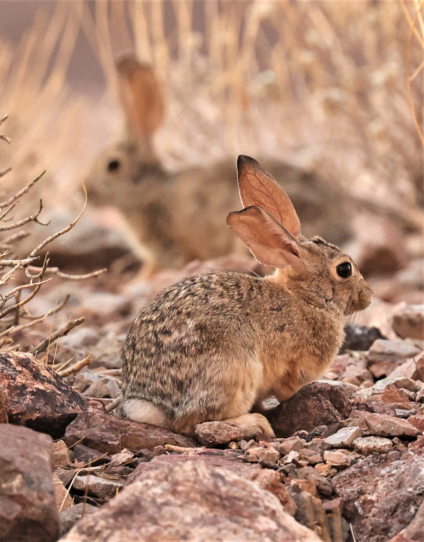 Order Lagomorpha, Rabbits. Hare, Pika — Coke Smith Wildlife