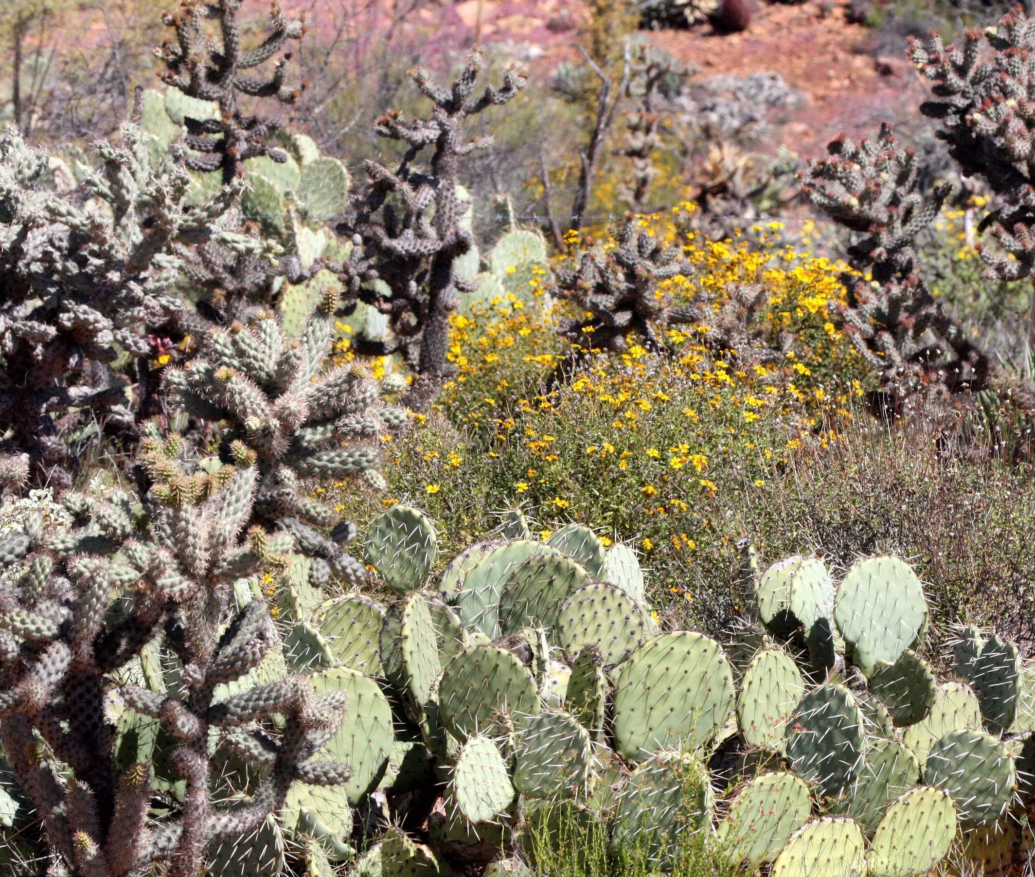 CACTACEAE - OPUNTIA COMMUNITY - CATAVINA DESERT BAJA MEXICO (2).JPG