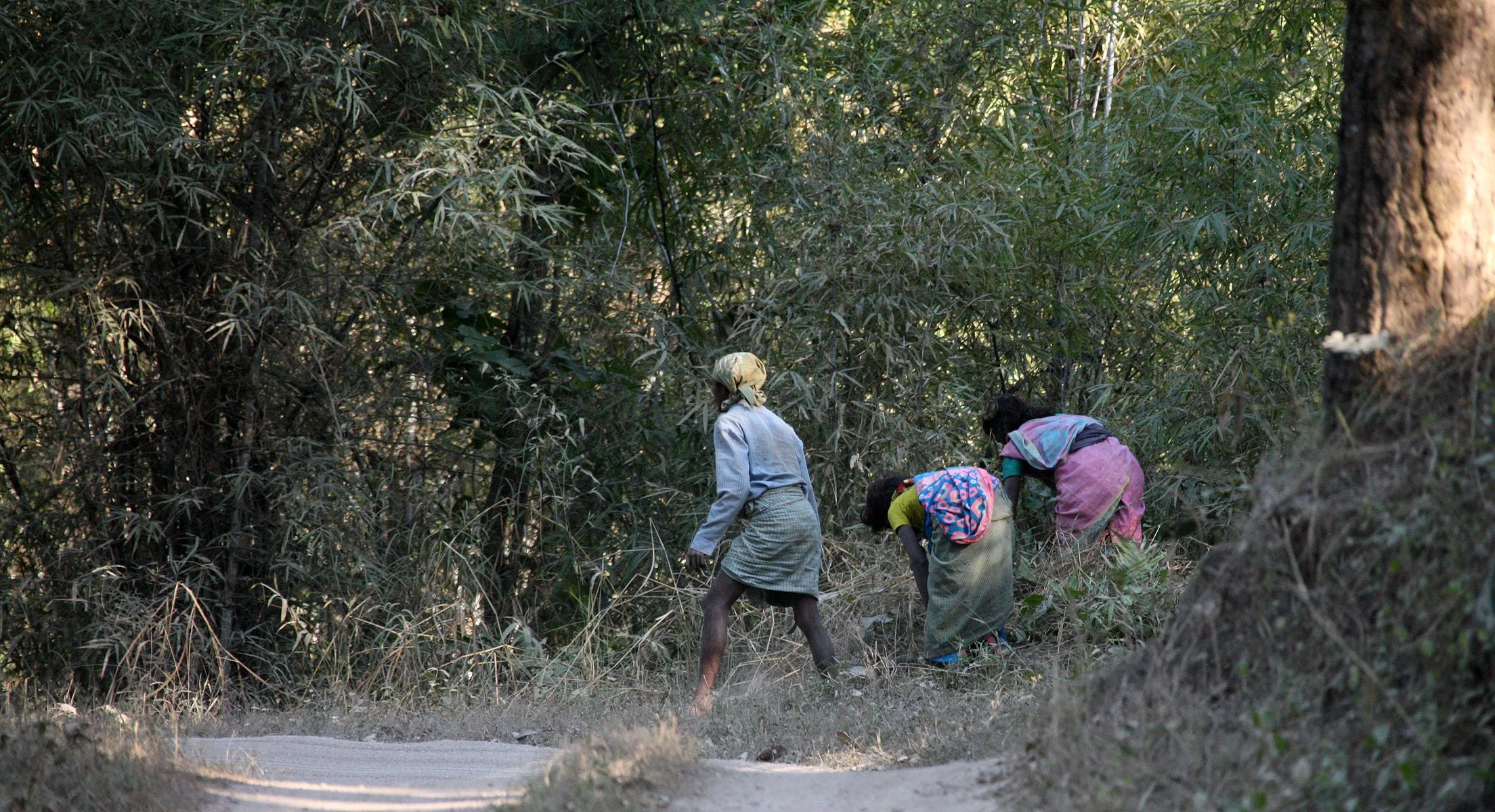 MADHYA PRADESH - KANHA NATIONAL PARK MADHYA PRADESH INDIA (52).JPG