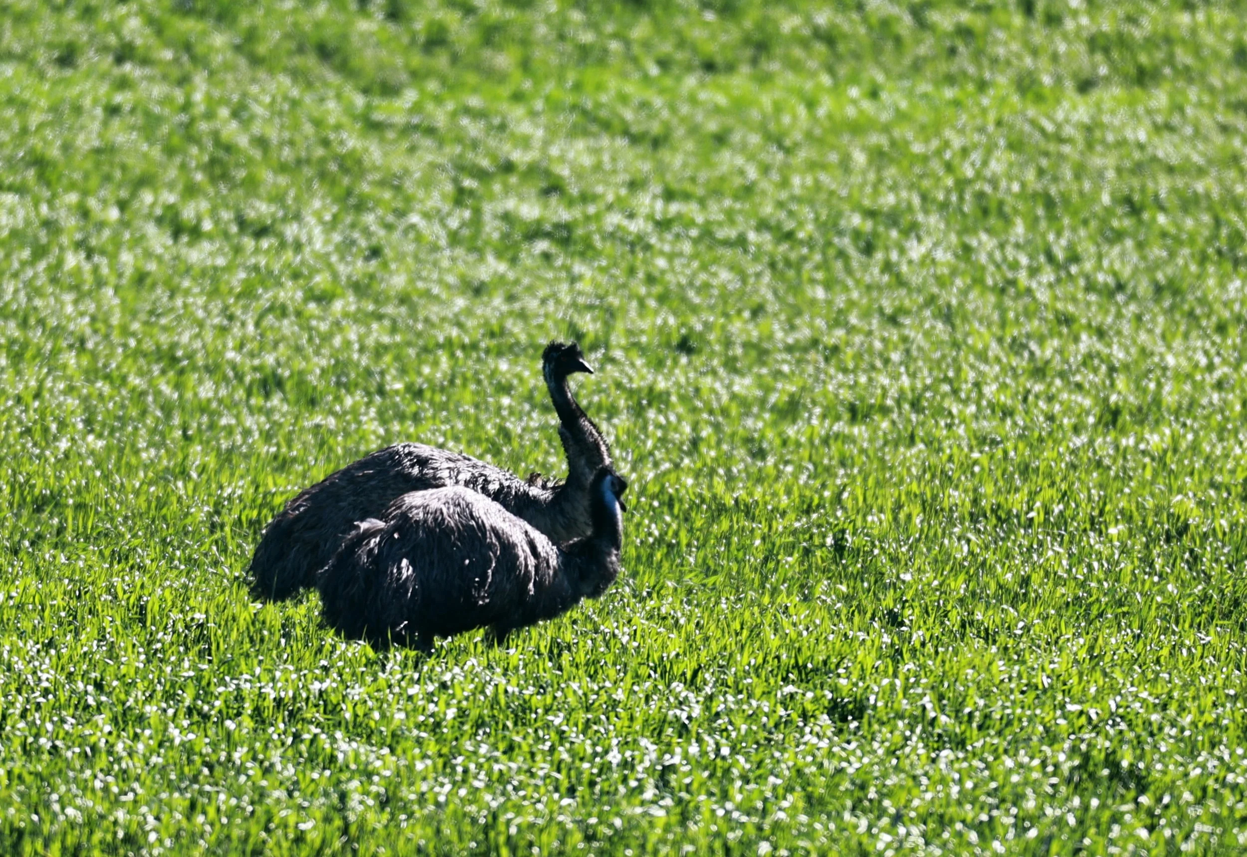Emu (Dromaius novaehollandiae) Stirling Range NP - Western Australia (24).jpg