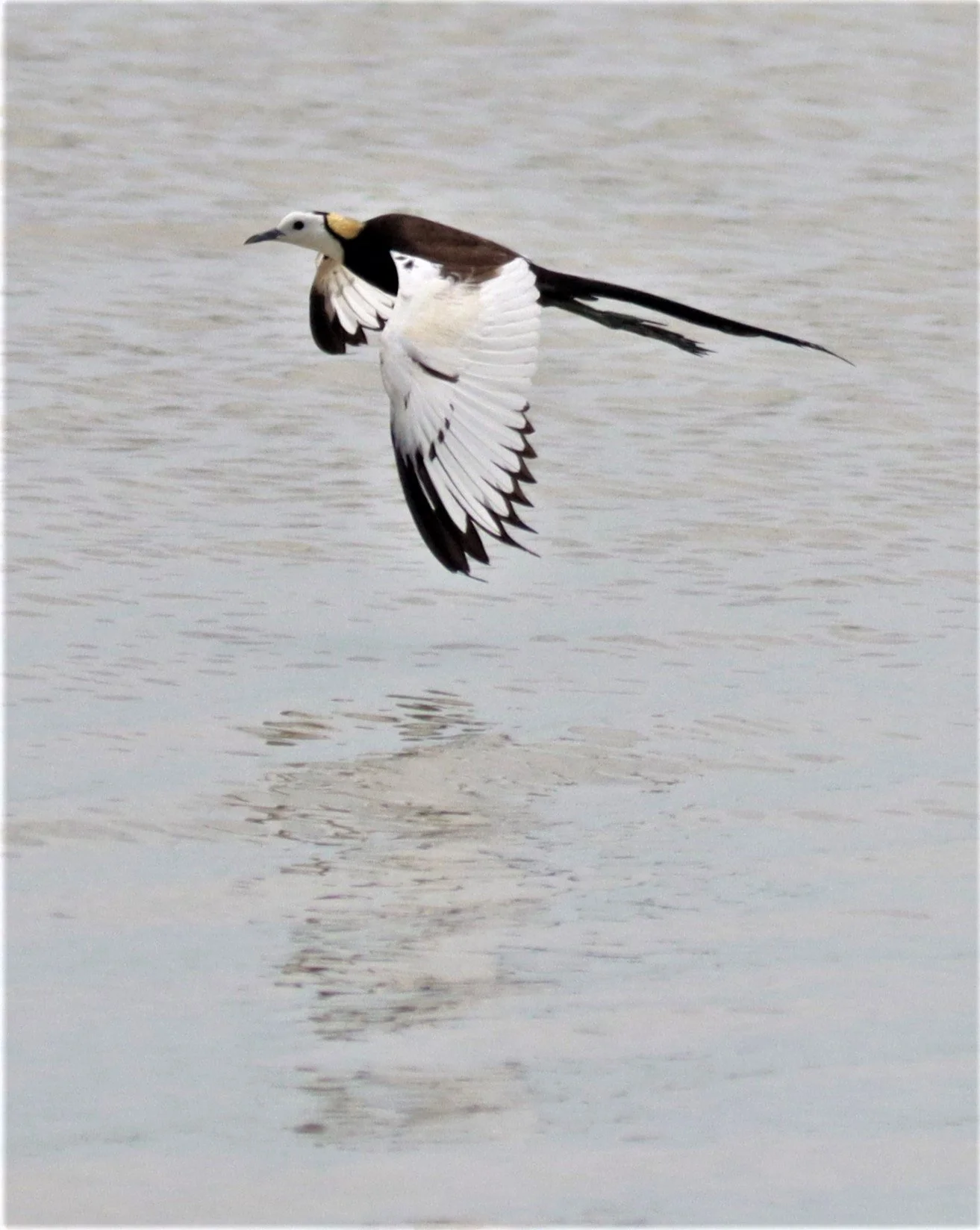 JACANA - PHEASANT-TAILED JACANA - Hydrophasianus chirurgus - BUENG BORAPHET NAKHON SAWAN AUGUST 2021 (79).jpg