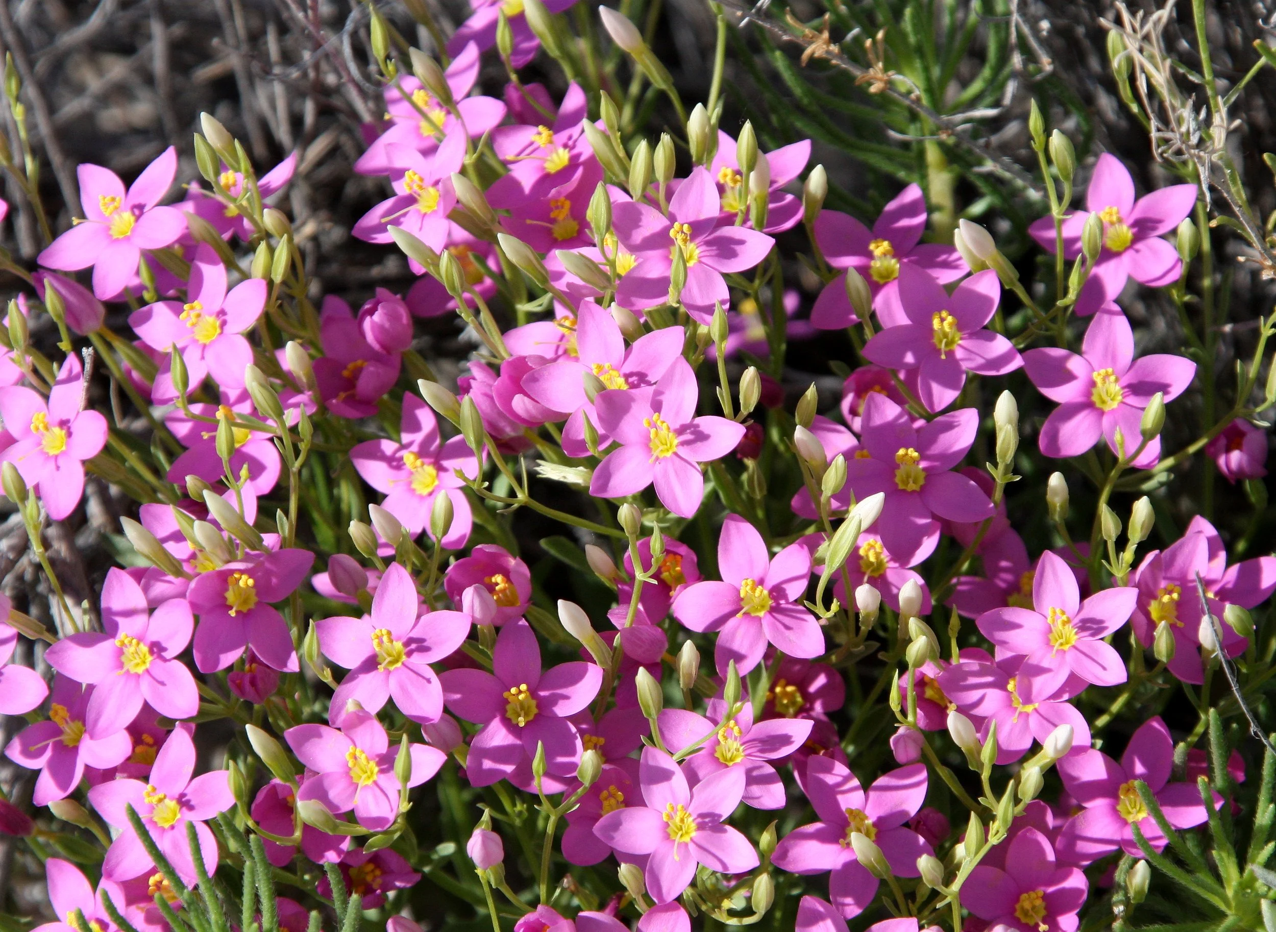 GENTIANACEAE - Erythraea centaurium - CENTAURY - WHITE SANDS NATIONAL MONUMENT.JPG