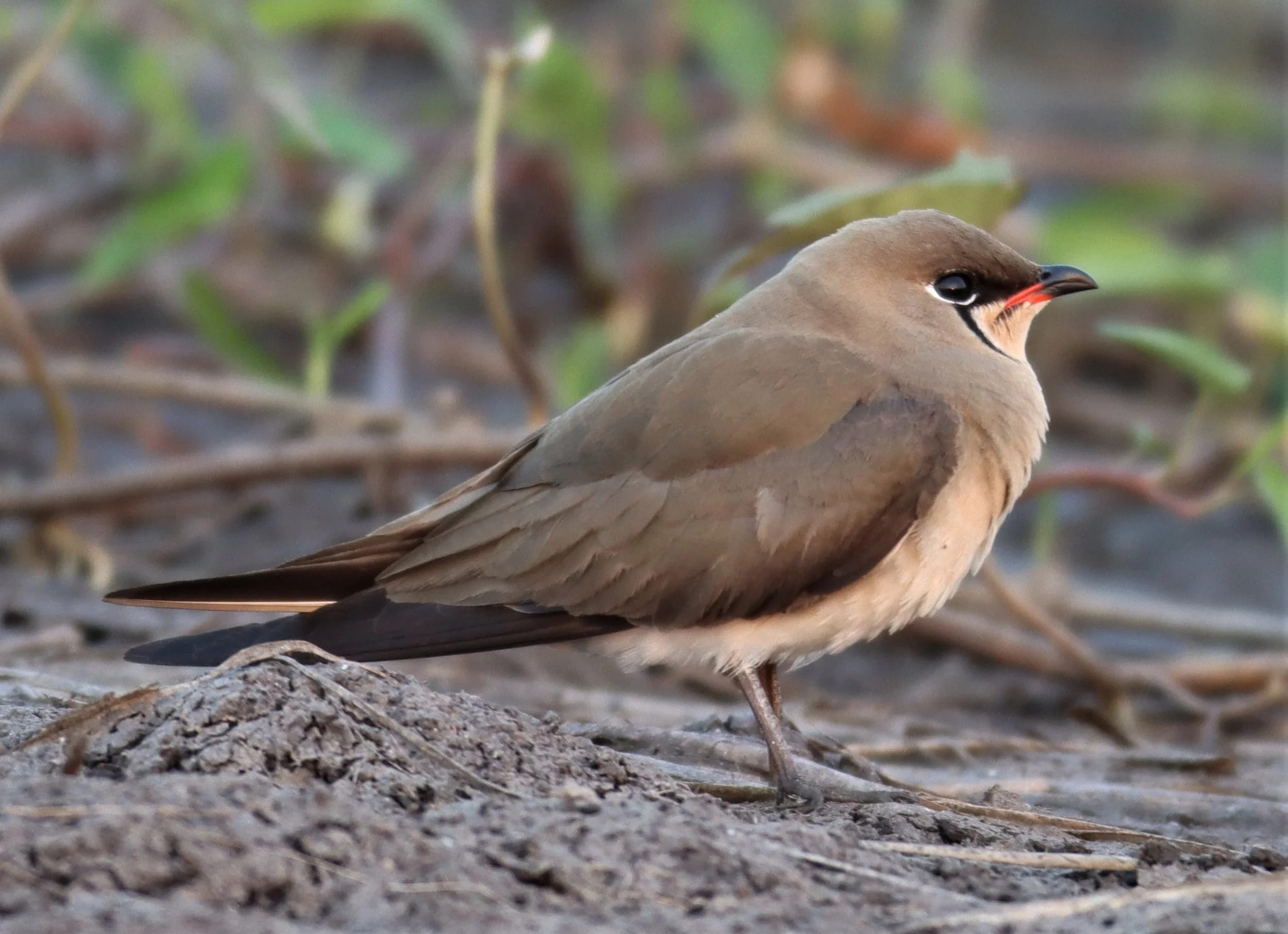 PRATINCOLE - ORIENTAL PRATINCOLE - Glaveola maldivarum -  LUMTAKONG LAKE PAK CHO (27).JPG